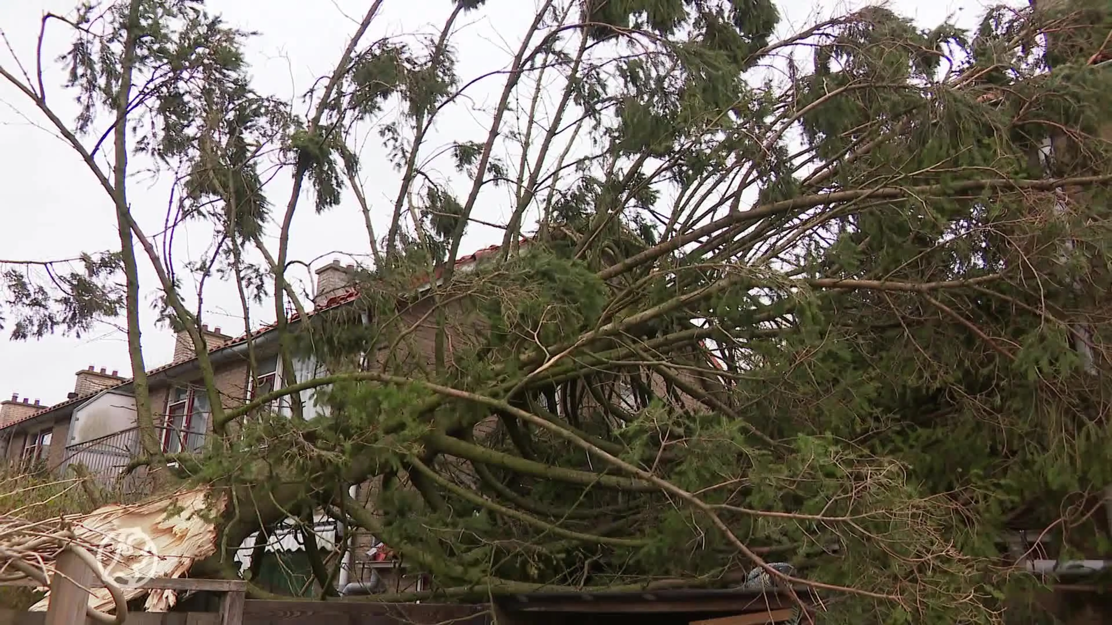 Na jaren vechten tegen de boom van de buren ligt hij nu op Tanja's huis en auto