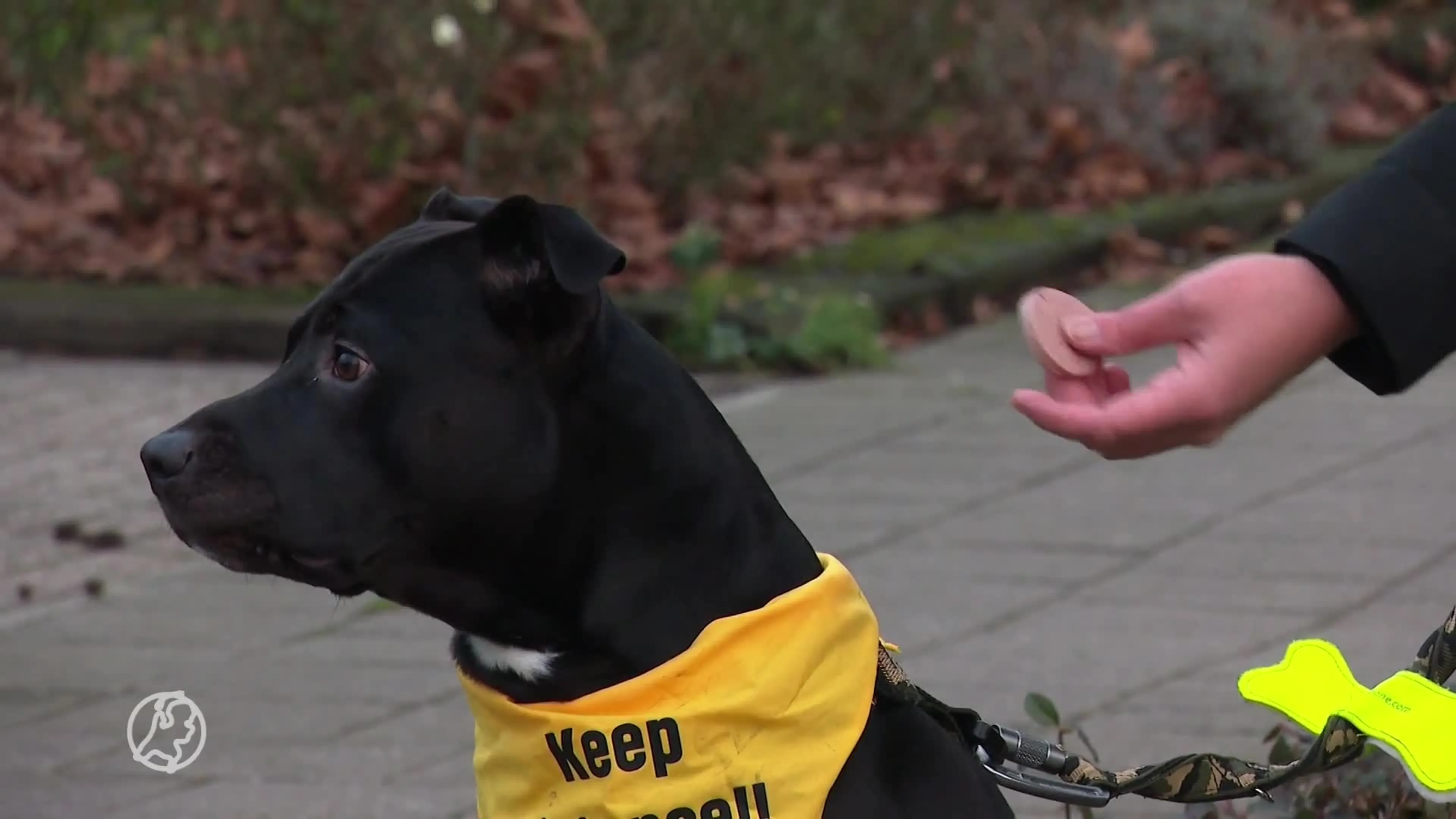 Baasje hond Tommy doet aangifte tegen politie: 'Laatste woord...