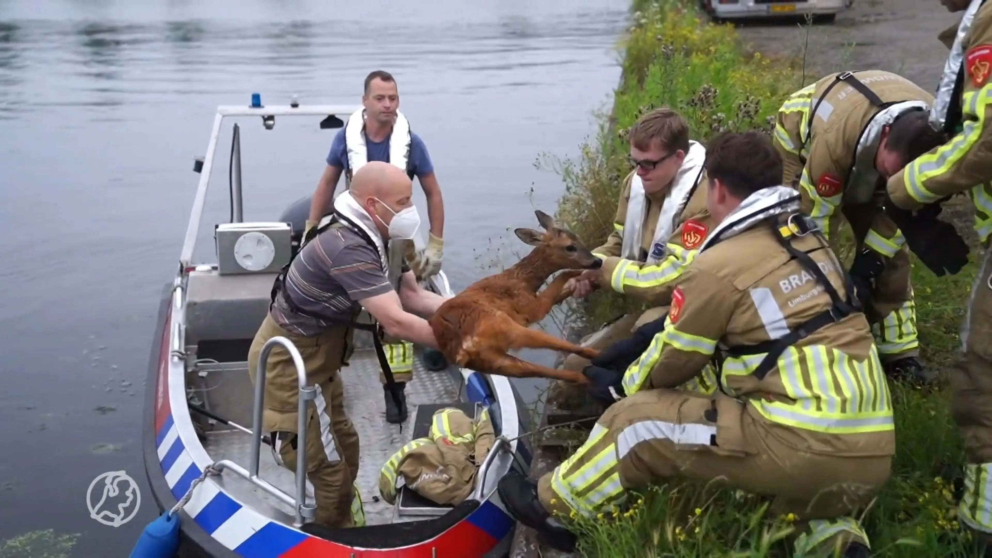 Jarige brandweerman redt ree uit het water in Weert