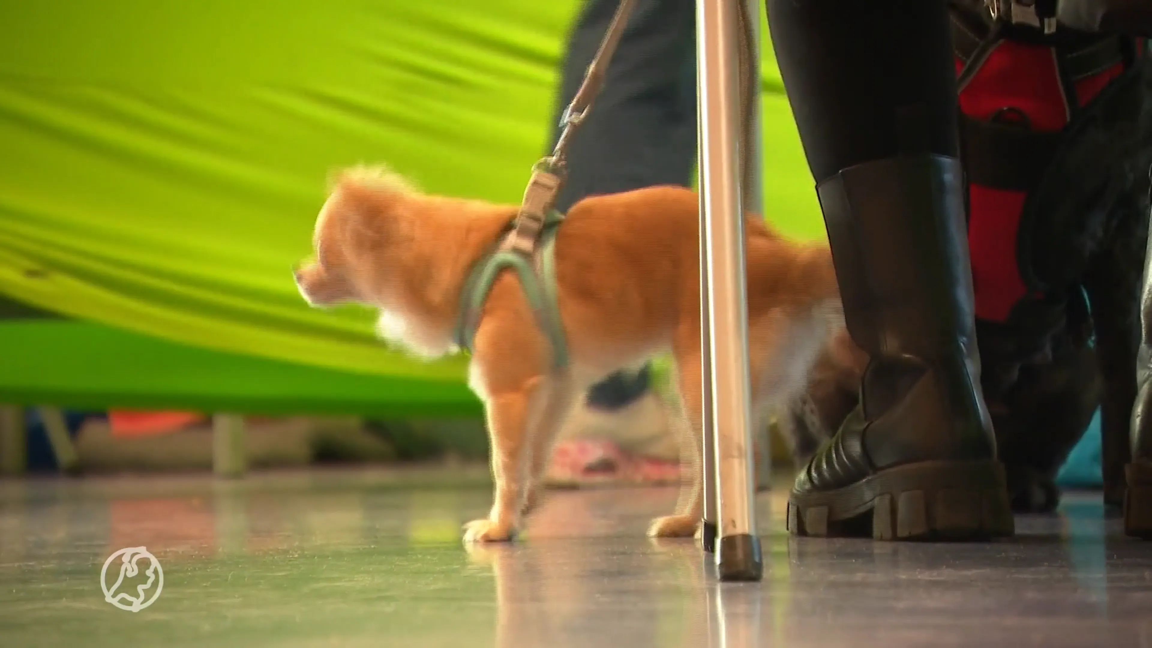 Gratis spreekuur bij dierenarts voor mensen die kosten niet meer kunnen betalen