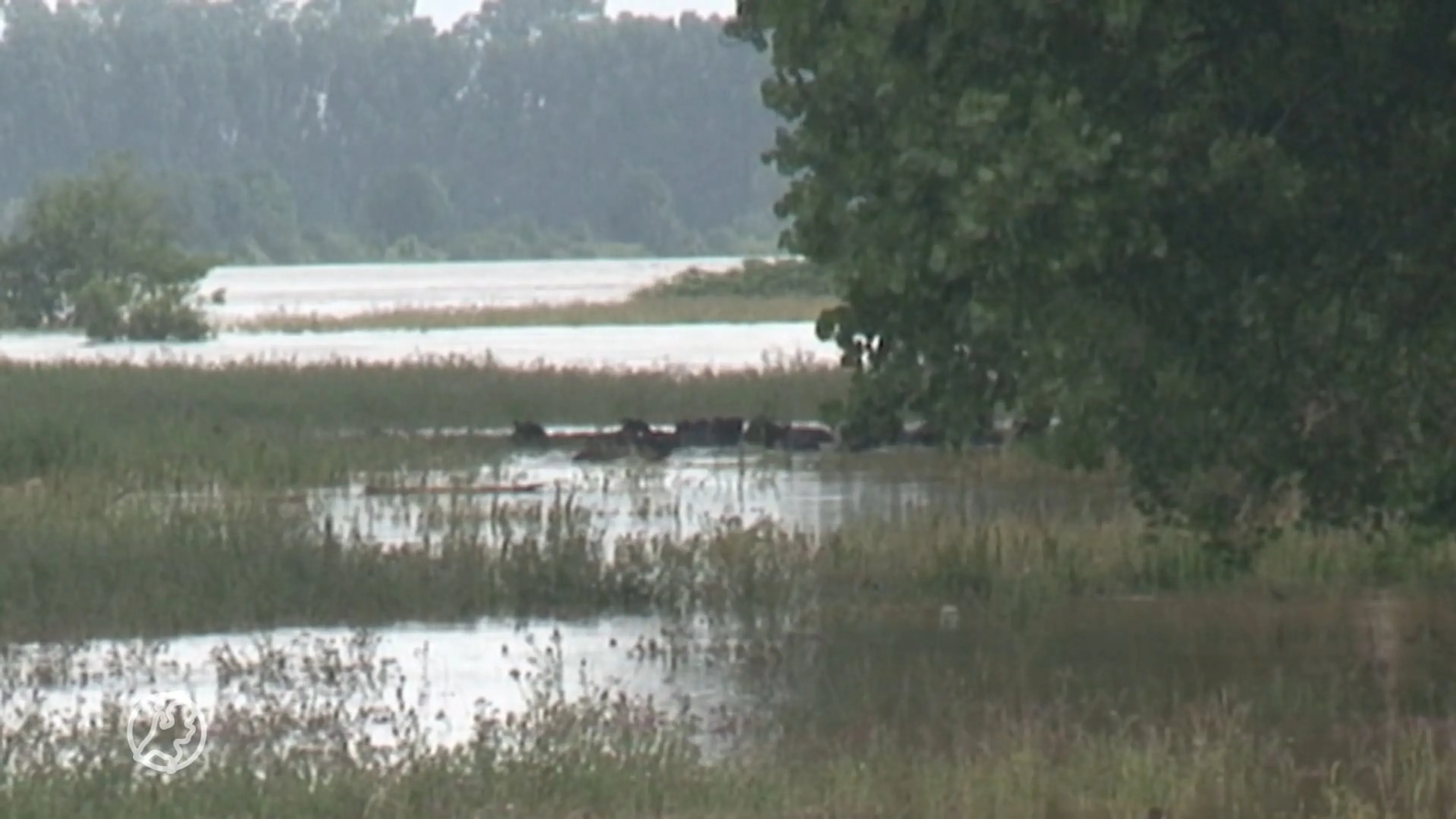 Koeien in nood door hoogwater in de Maas bij Roermond