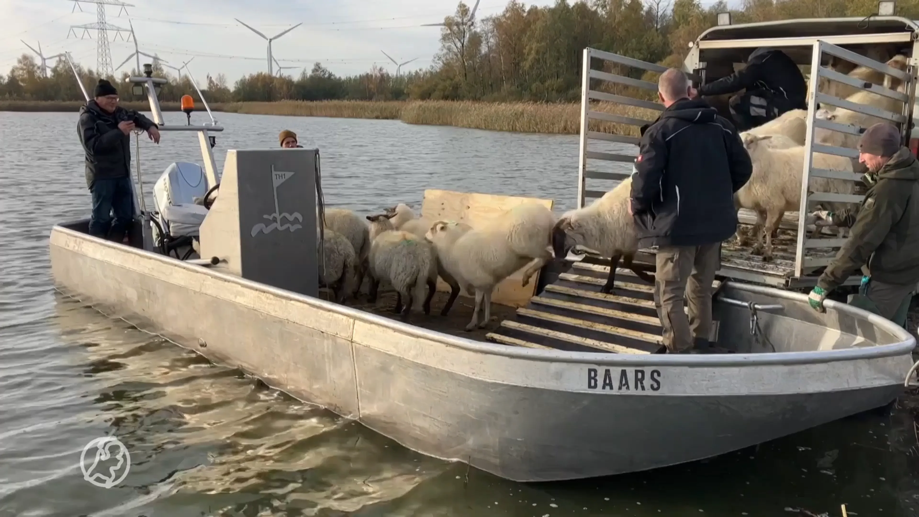 Schapen moeten eilandje schoon grazen voor broedende vogels