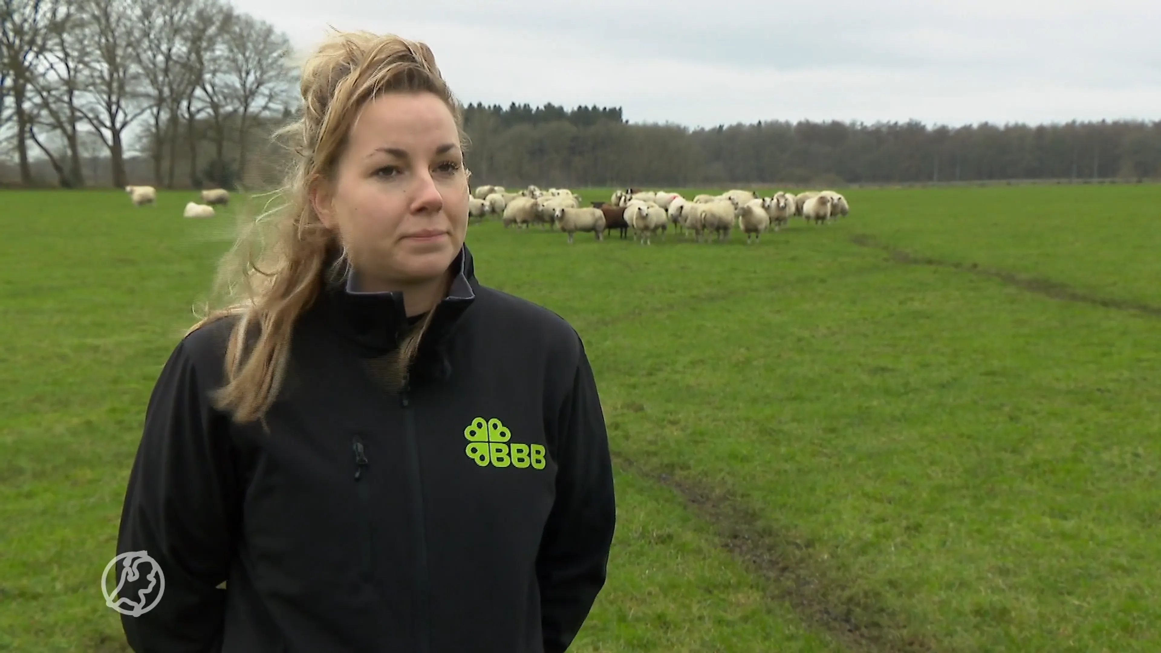 Drents Statenlid vindt schapenhouders te laks