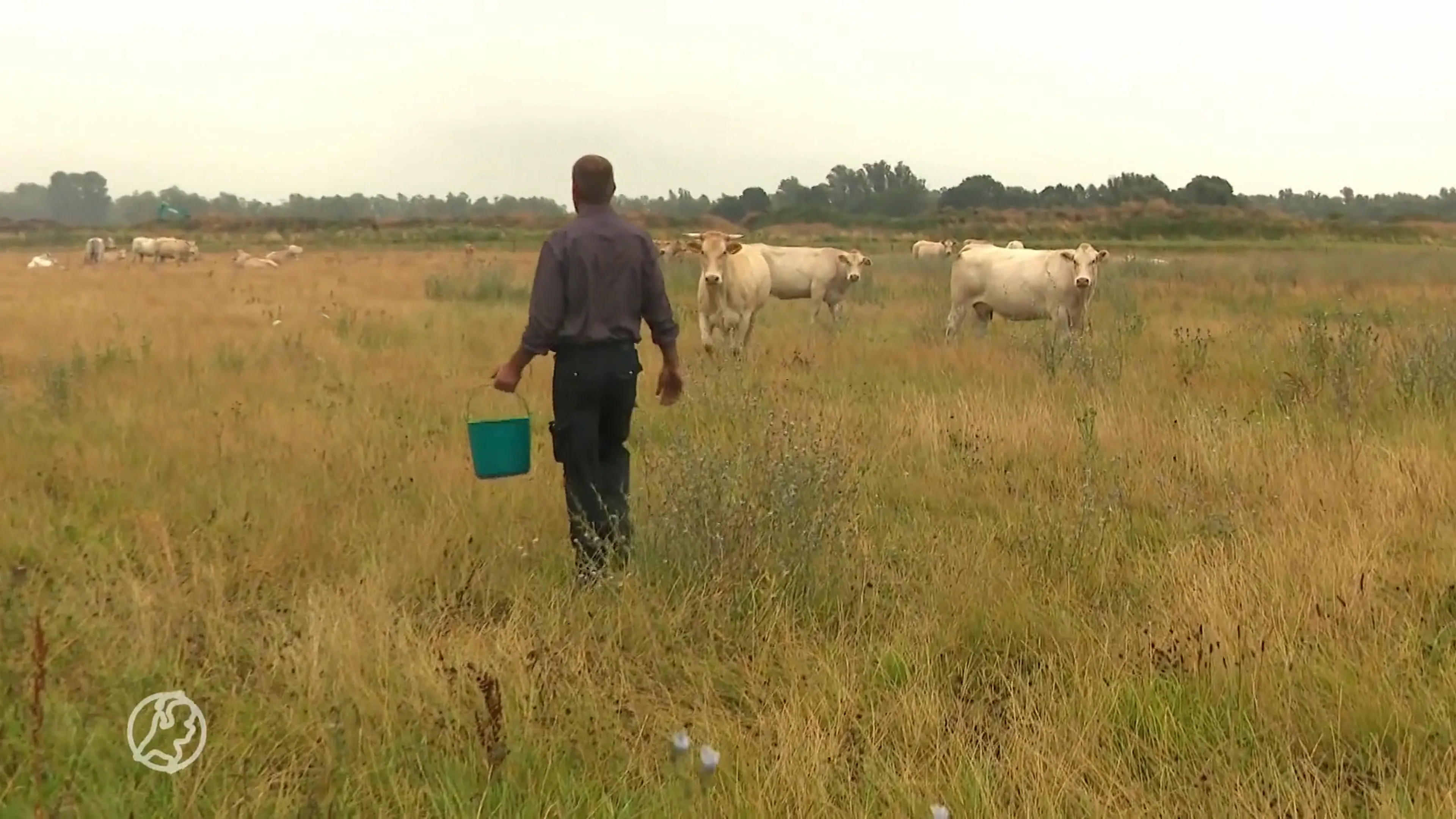 Frustratie om 'onnodig hoge' stikstofdoelen, een op vijf boeren moet stoppen
