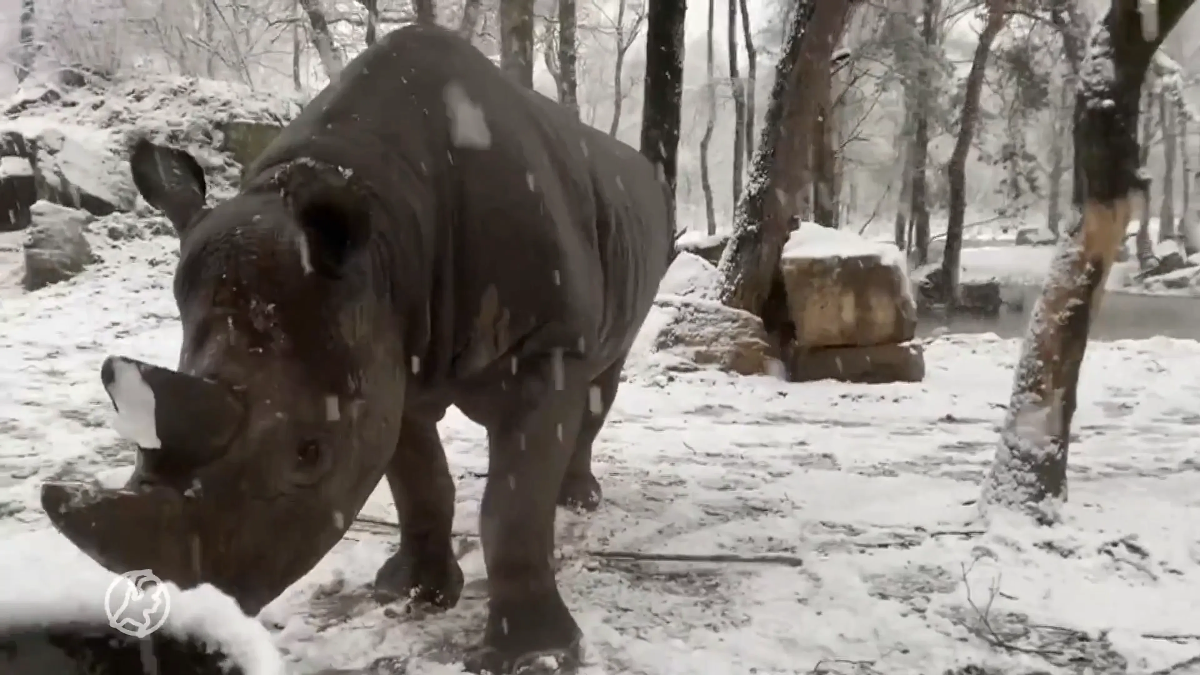 Neushoorn geniet van de sneeuw in Safaripark Beekse Bergen