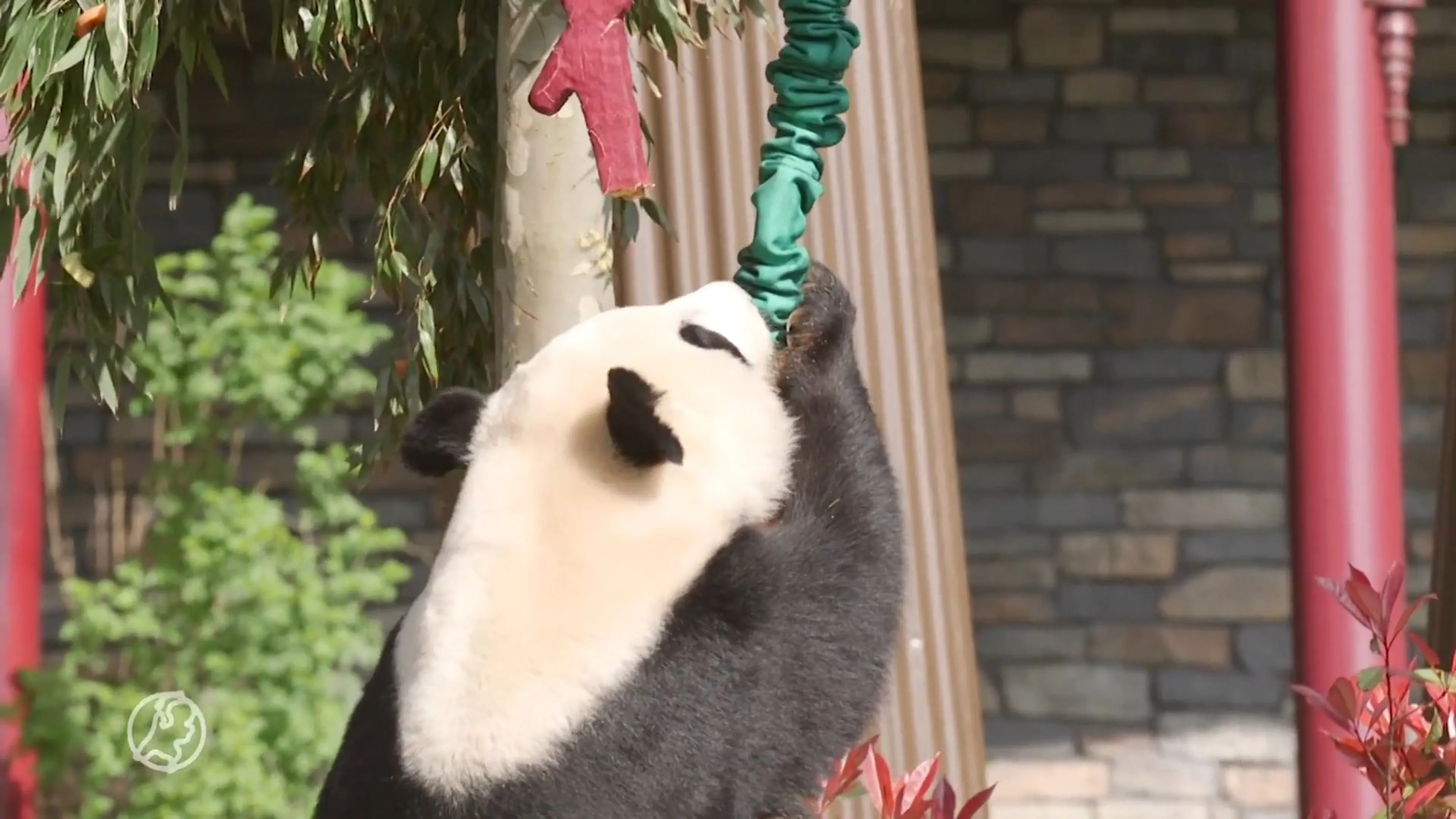 Panda viert 1e verjaardag