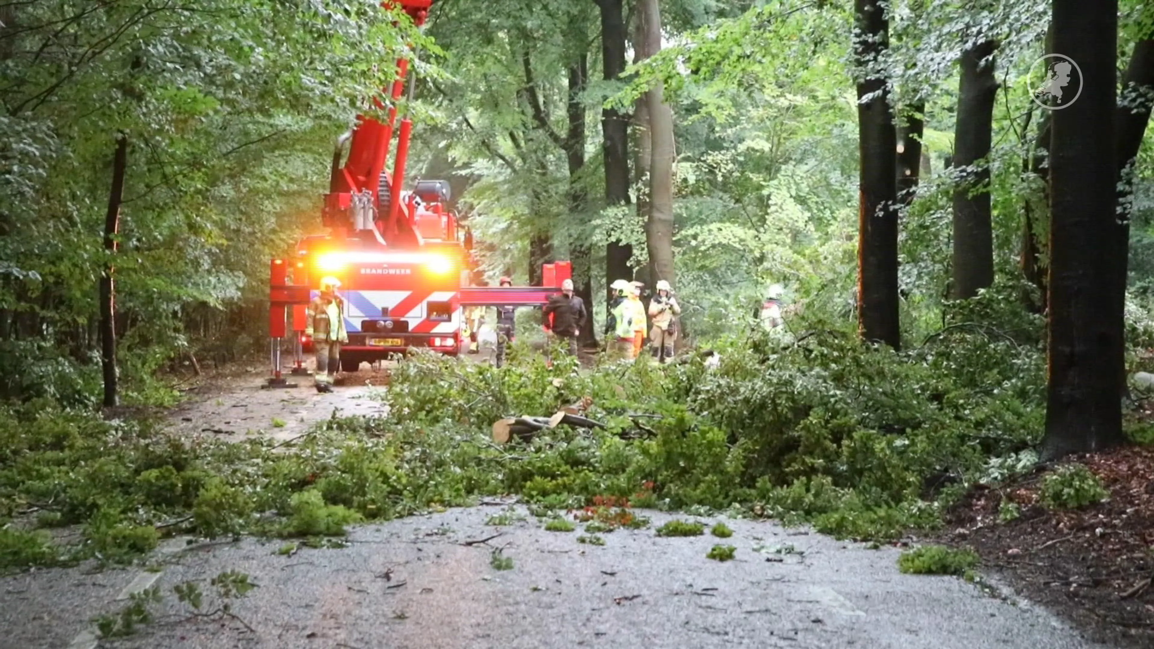 Zes bomen omver geblazen door valwind in Uddel