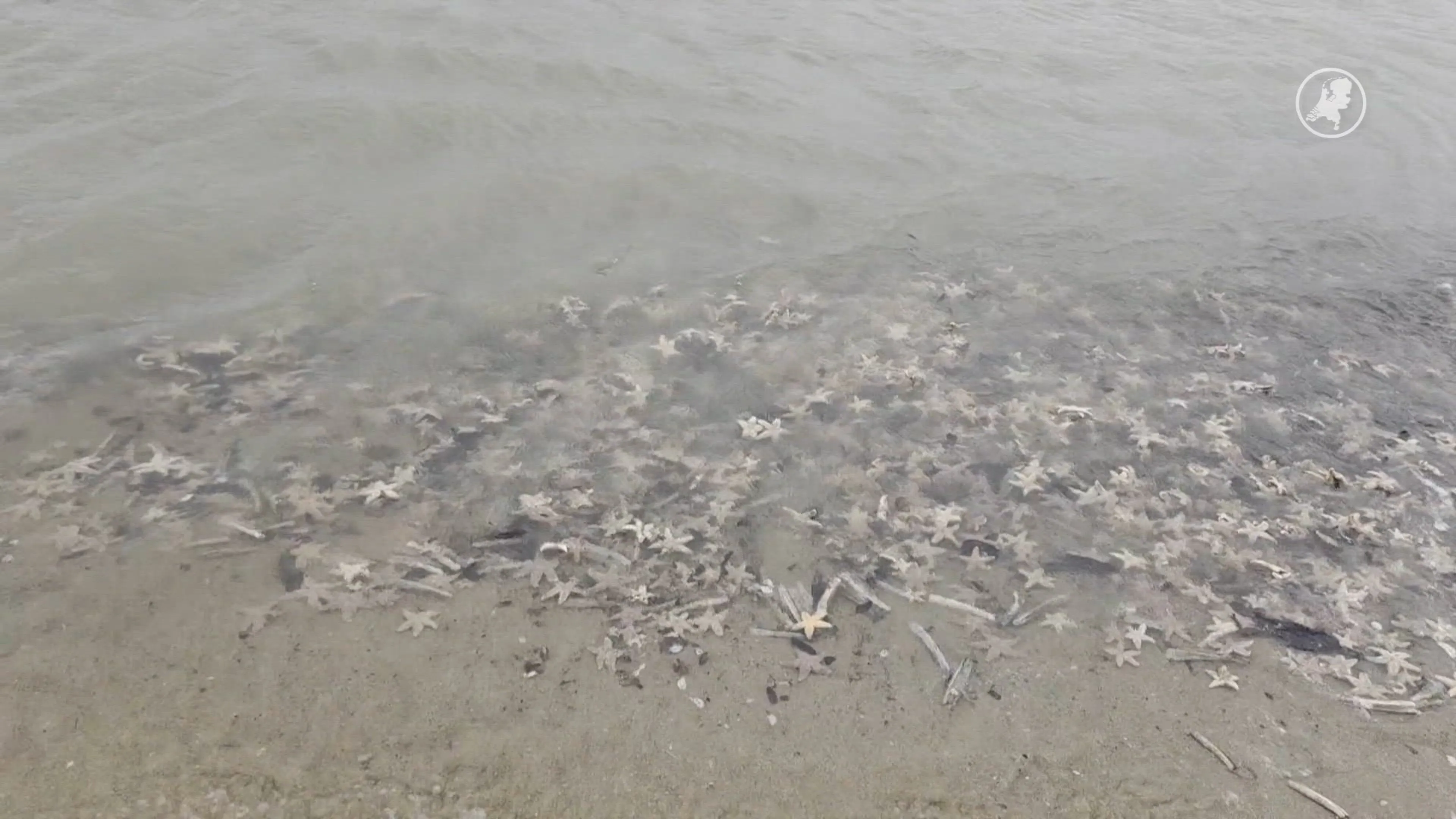 Strand van Noordwijk bezaaid met aangespoelde zeesterren