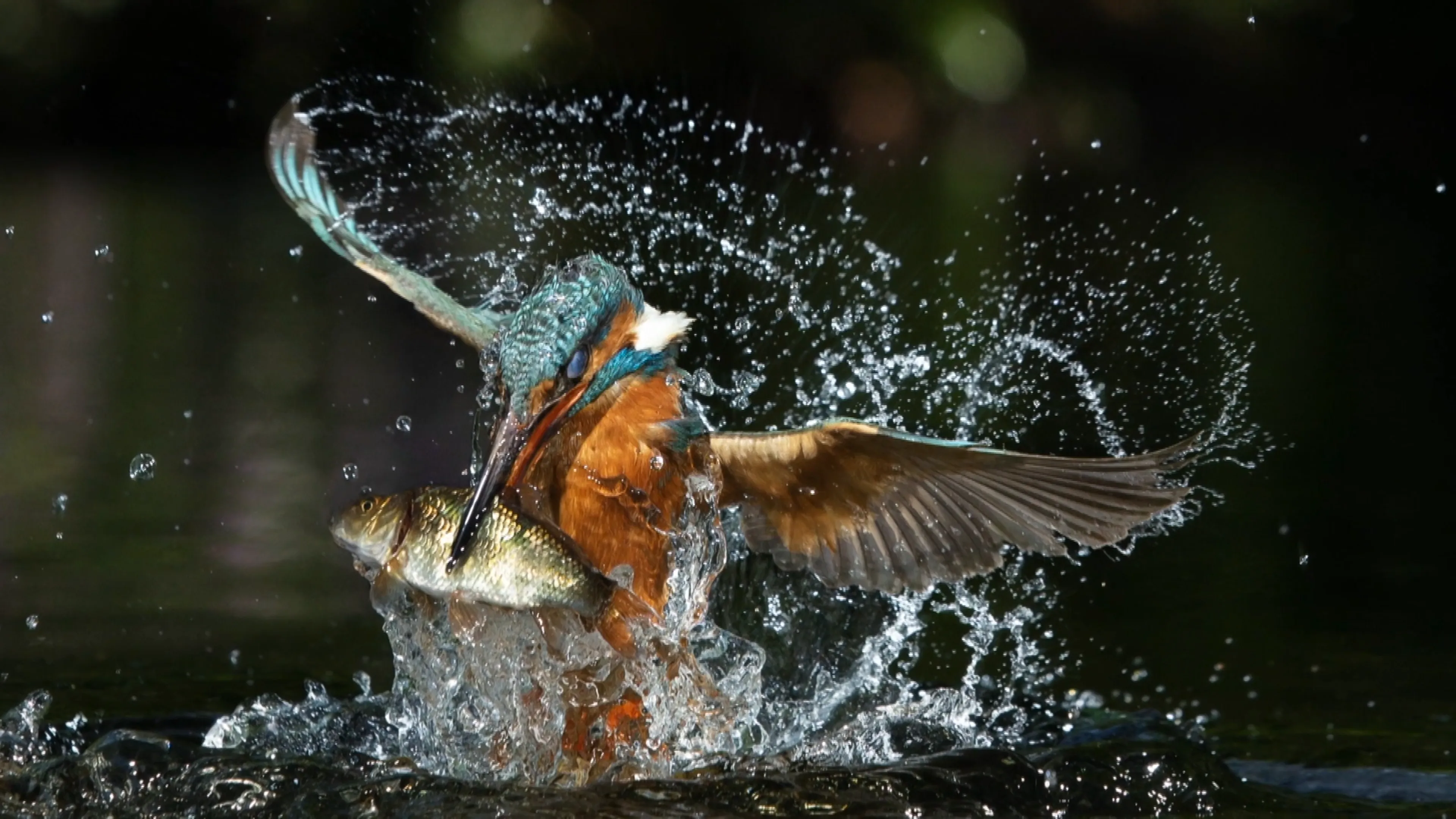 Fotografen halen alles uit de kast voor kiekje van ijsvogel, maar gaat het lukken?
