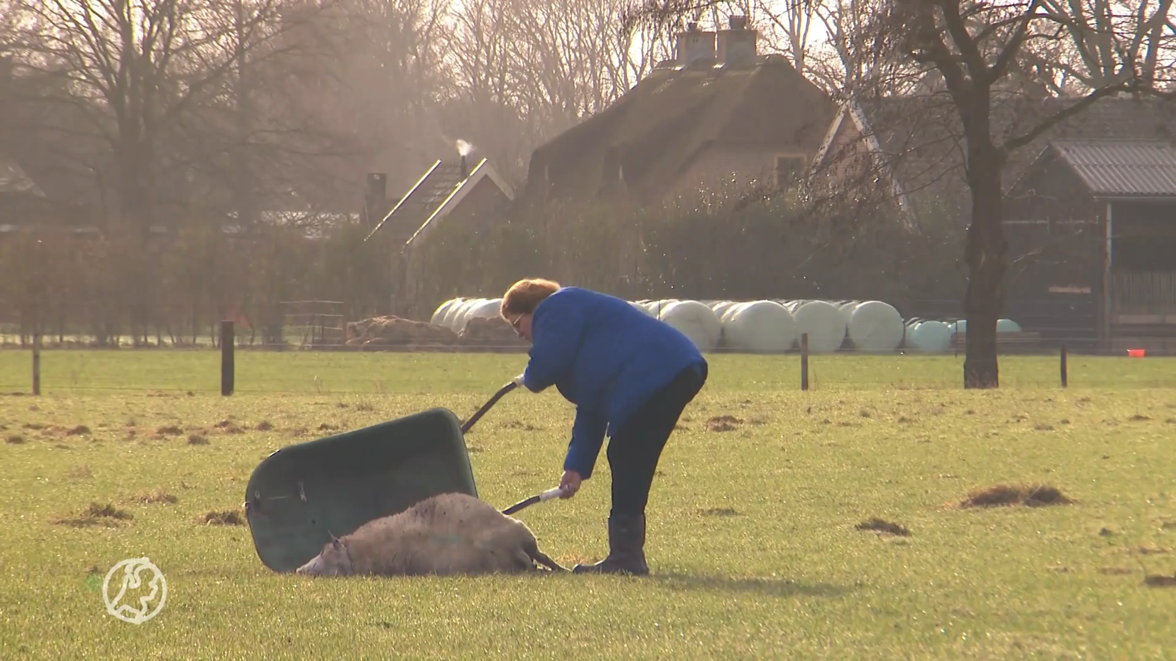 Geritta's schapen voor de derde keer aangevallen