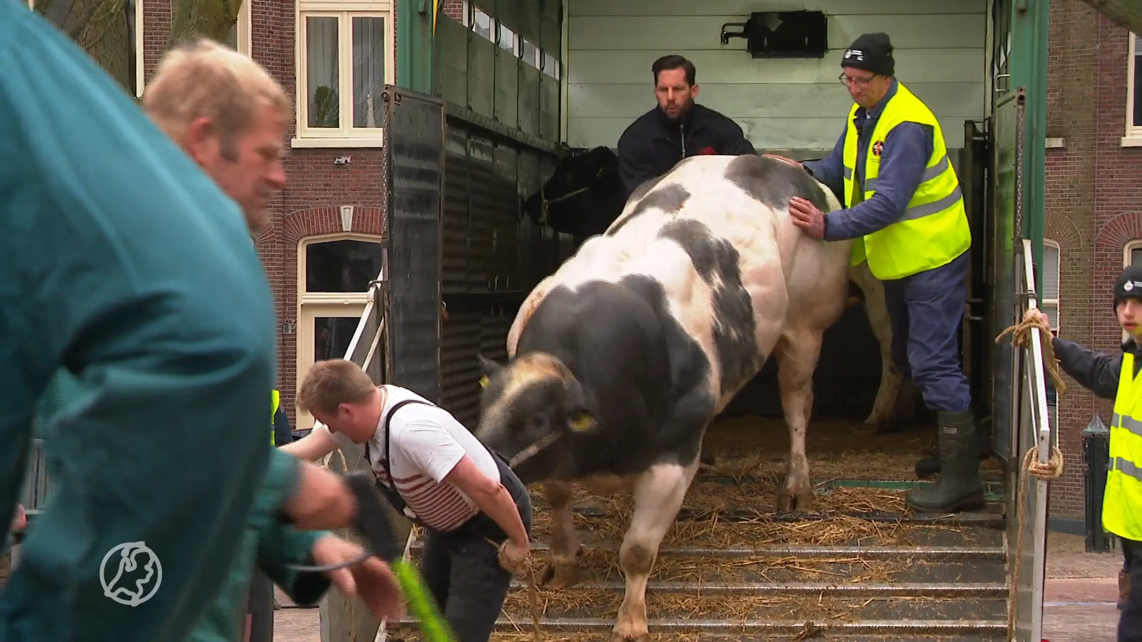 Welke koe is het mooist? Boer Jacob doet (weer) mee met Paasvee-wedstrijd