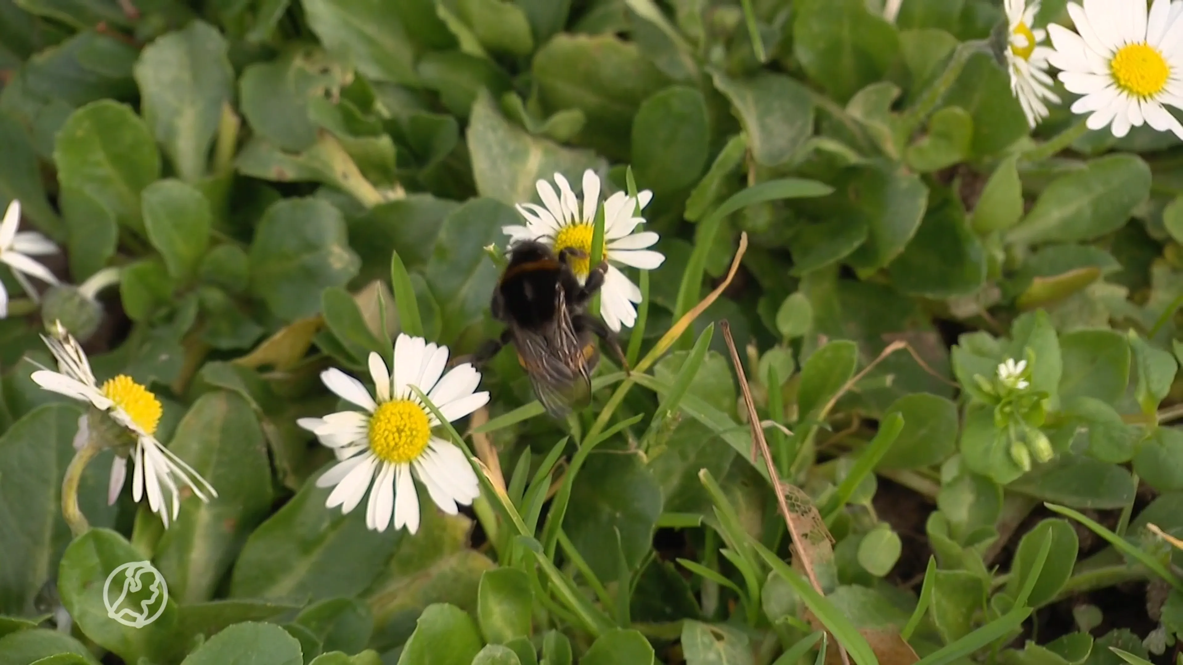Eerste officiële lentedag is een feit: warmste 15 februari ooit gemeten