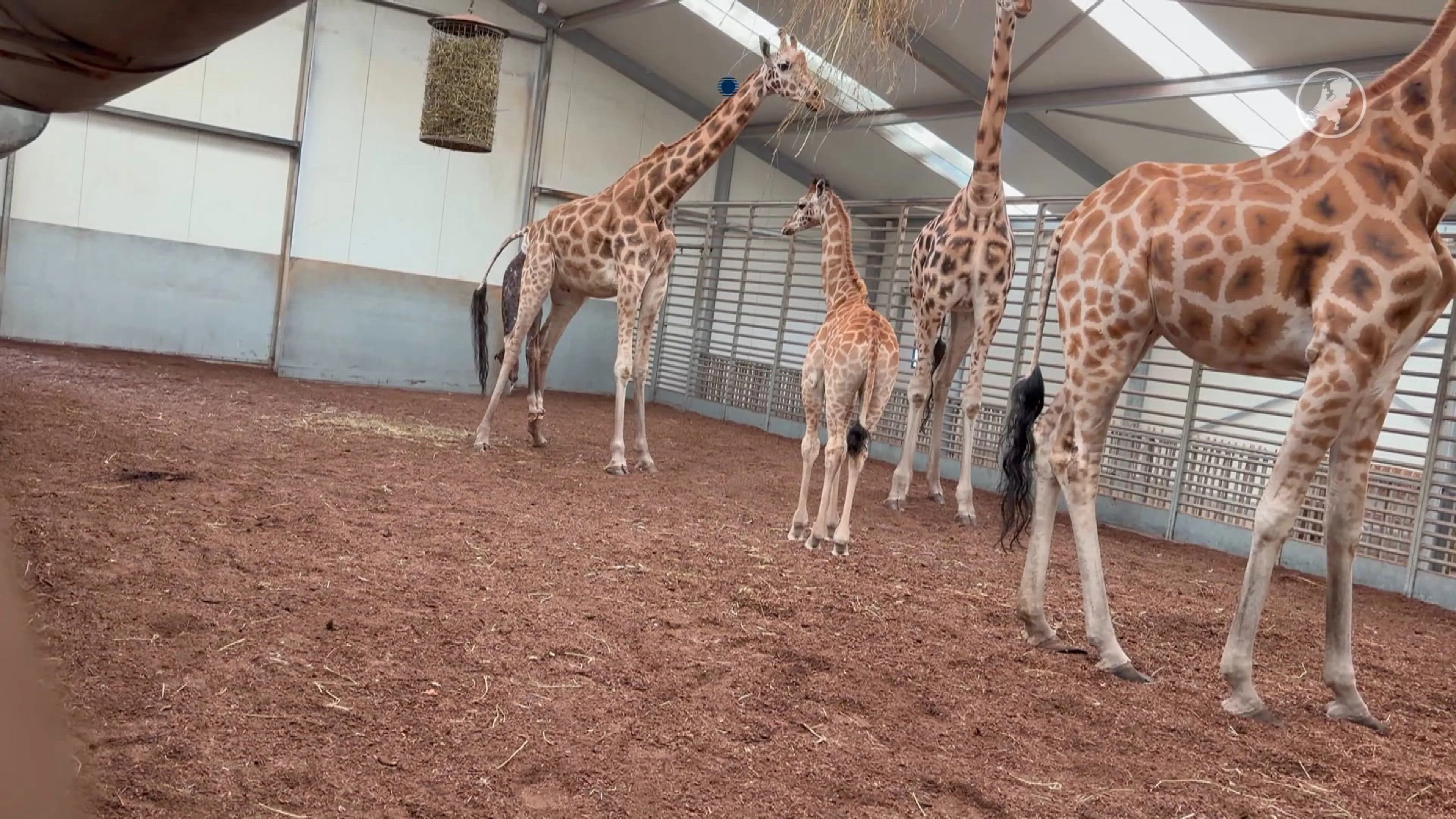 Babyboom onder de giraffen in Beekse Bergen
