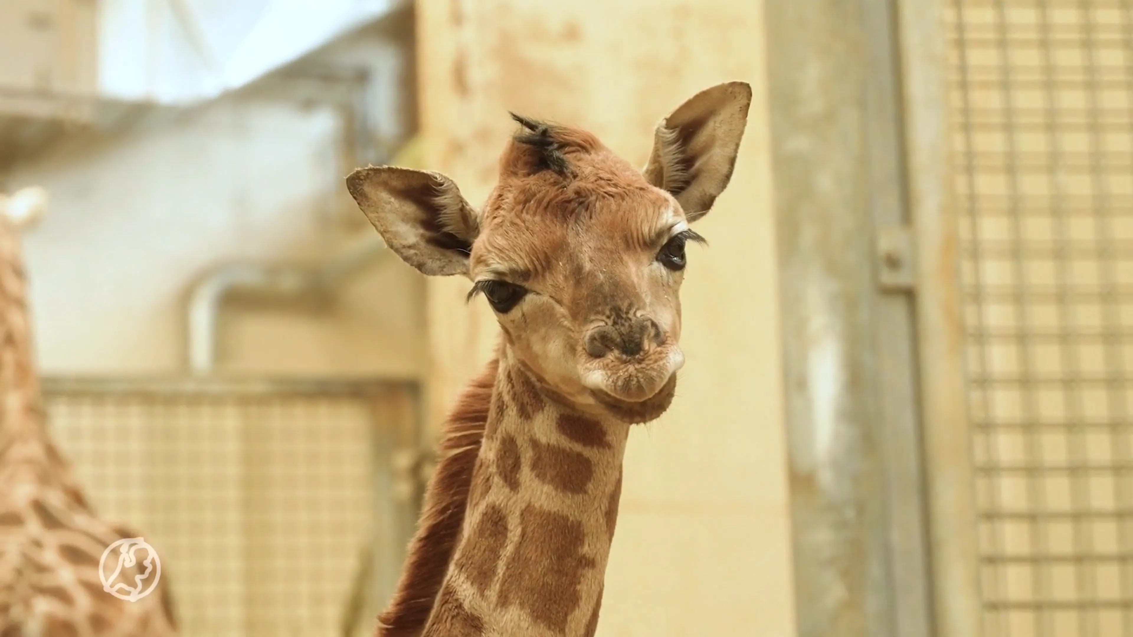 ZIEN: Giraffe geboren in dierentuin Burgers' Zoo