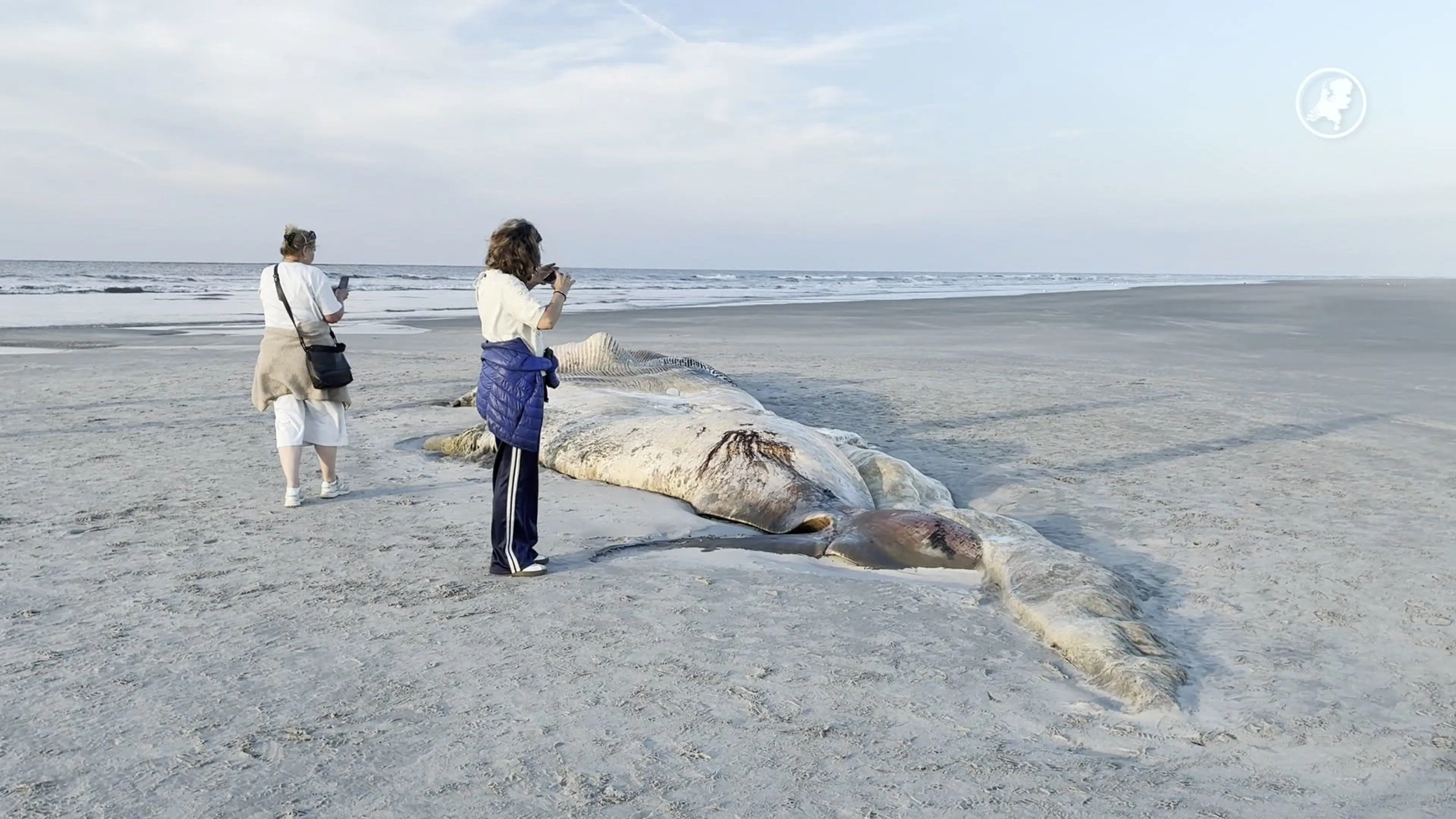 Walviskarkas aangespoeld op strand Ameland