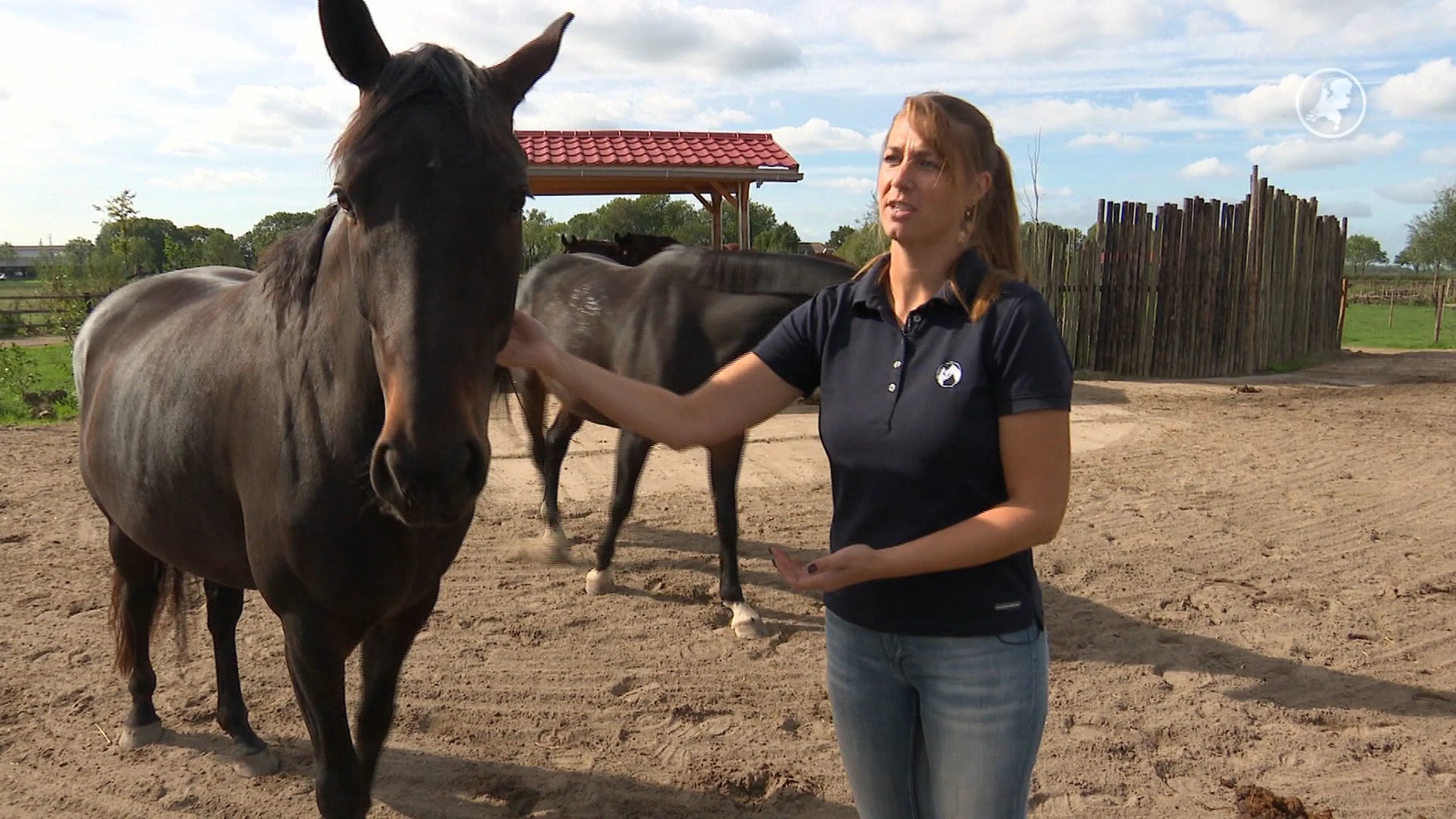Paarden bij Lisan op de manage ziek door westnijlvirus