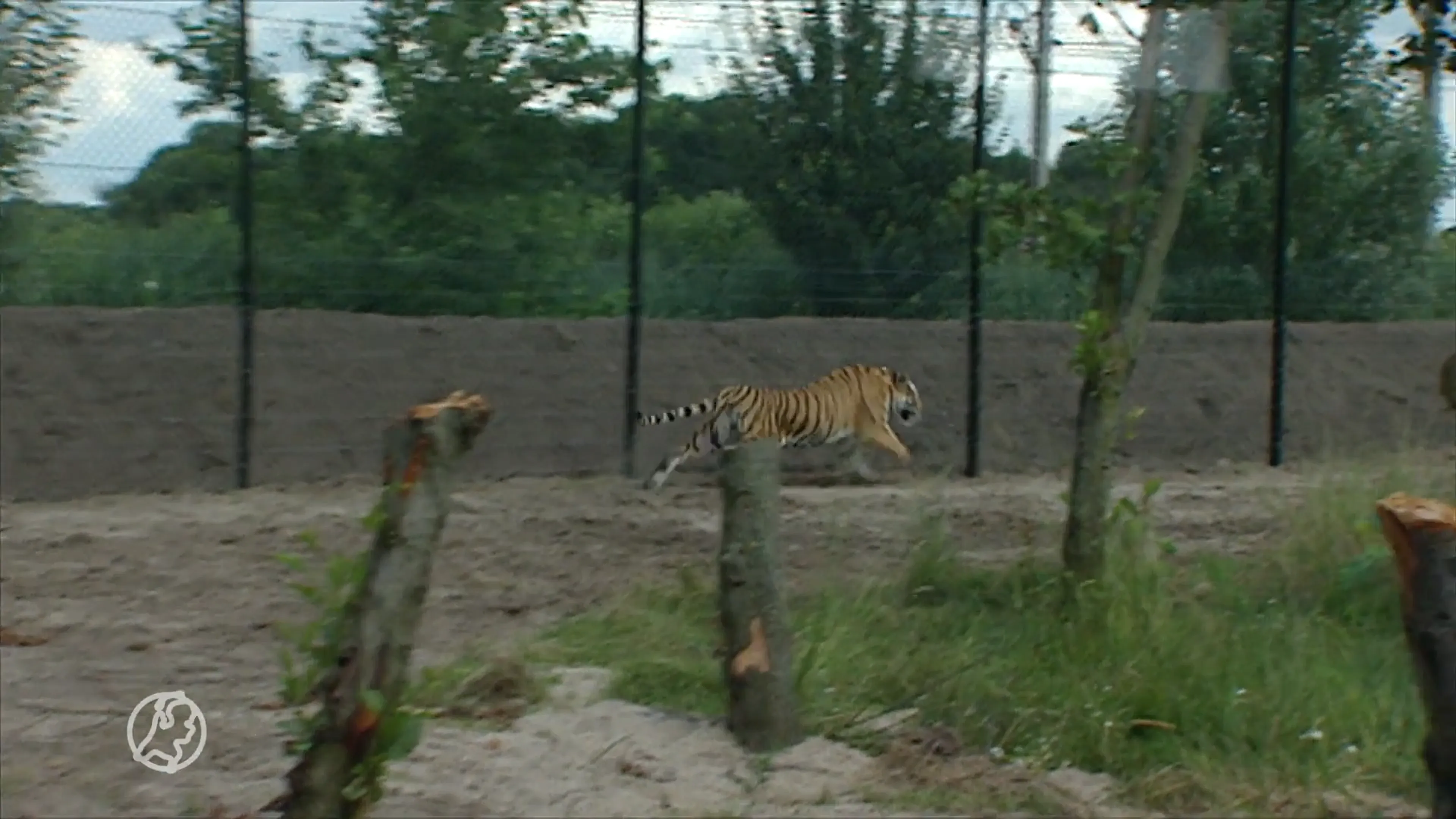 Droevig nieuws uit Dierenrijk: tijger Laila overleden