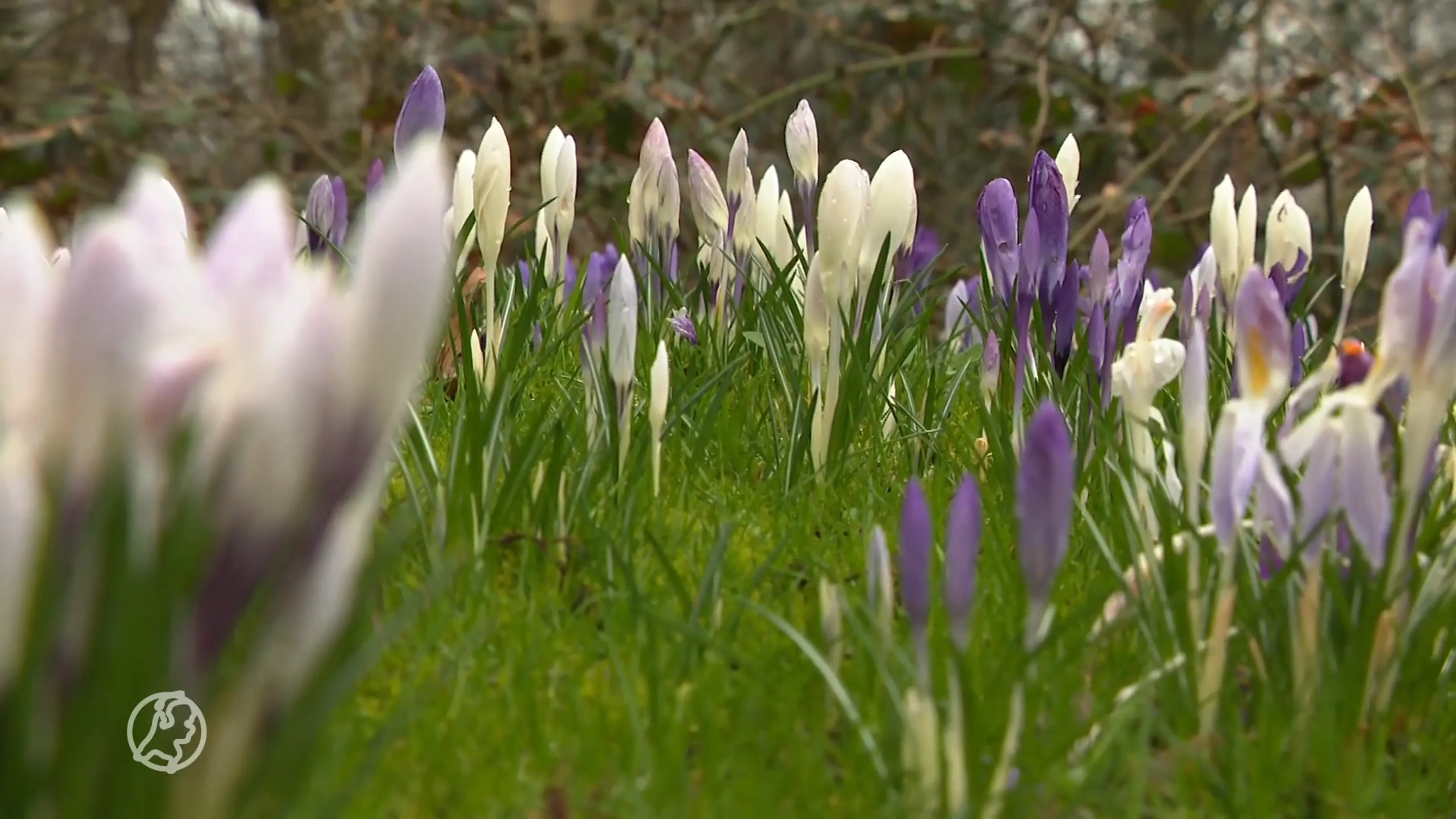 Het is nu al de warmste februari ooit gemeten