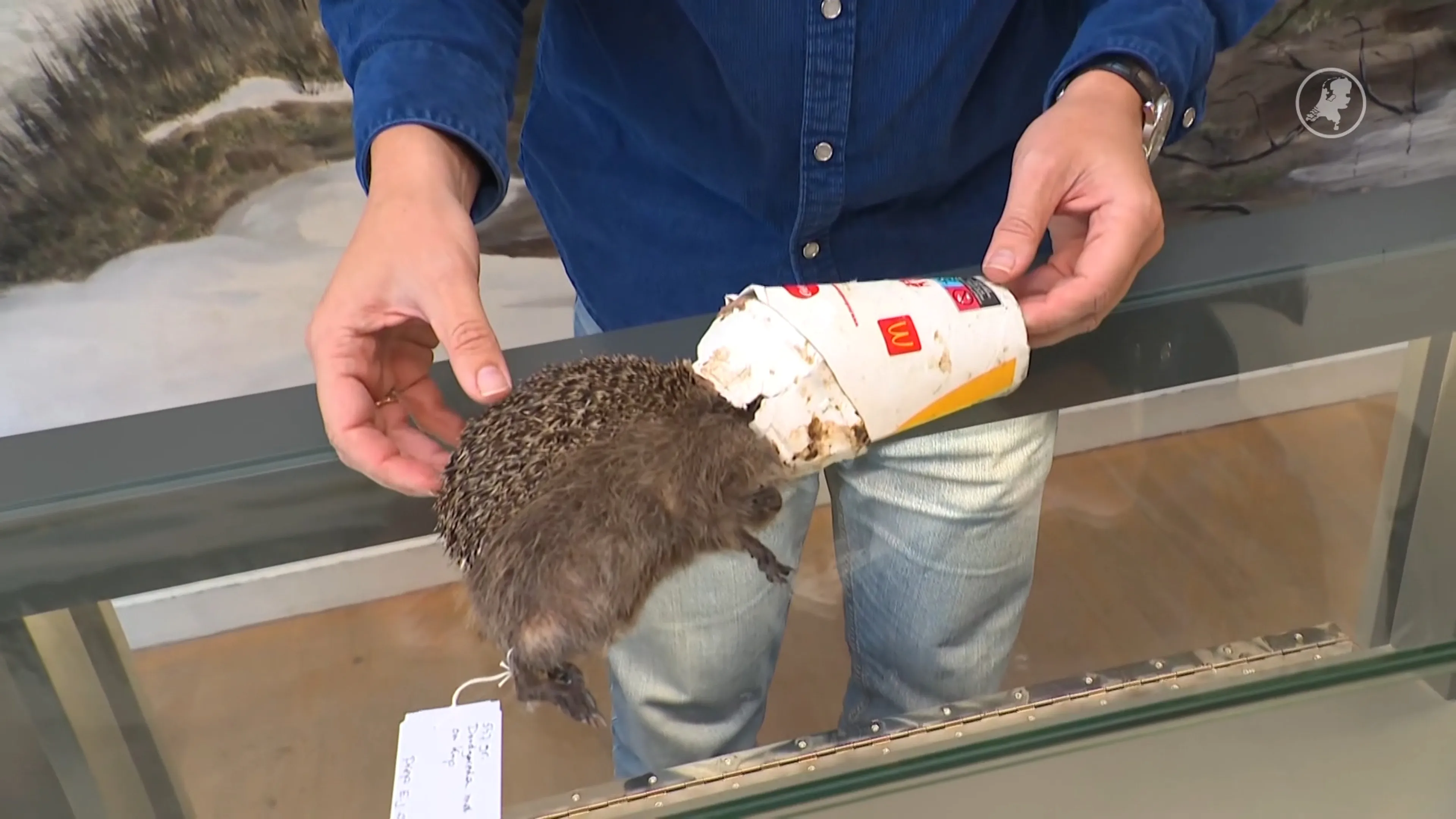 Milkshake-egel toegevoegd aan collectie Rotterdams museum