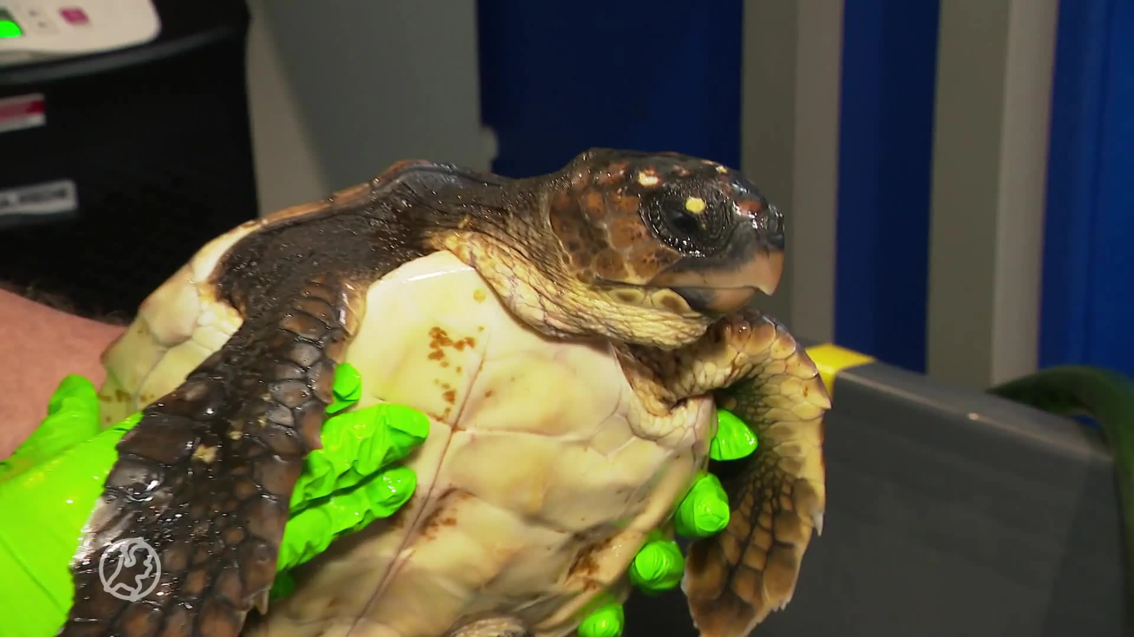 Bijzonder: opnieuw een tropische schildpad op het strand gevonden