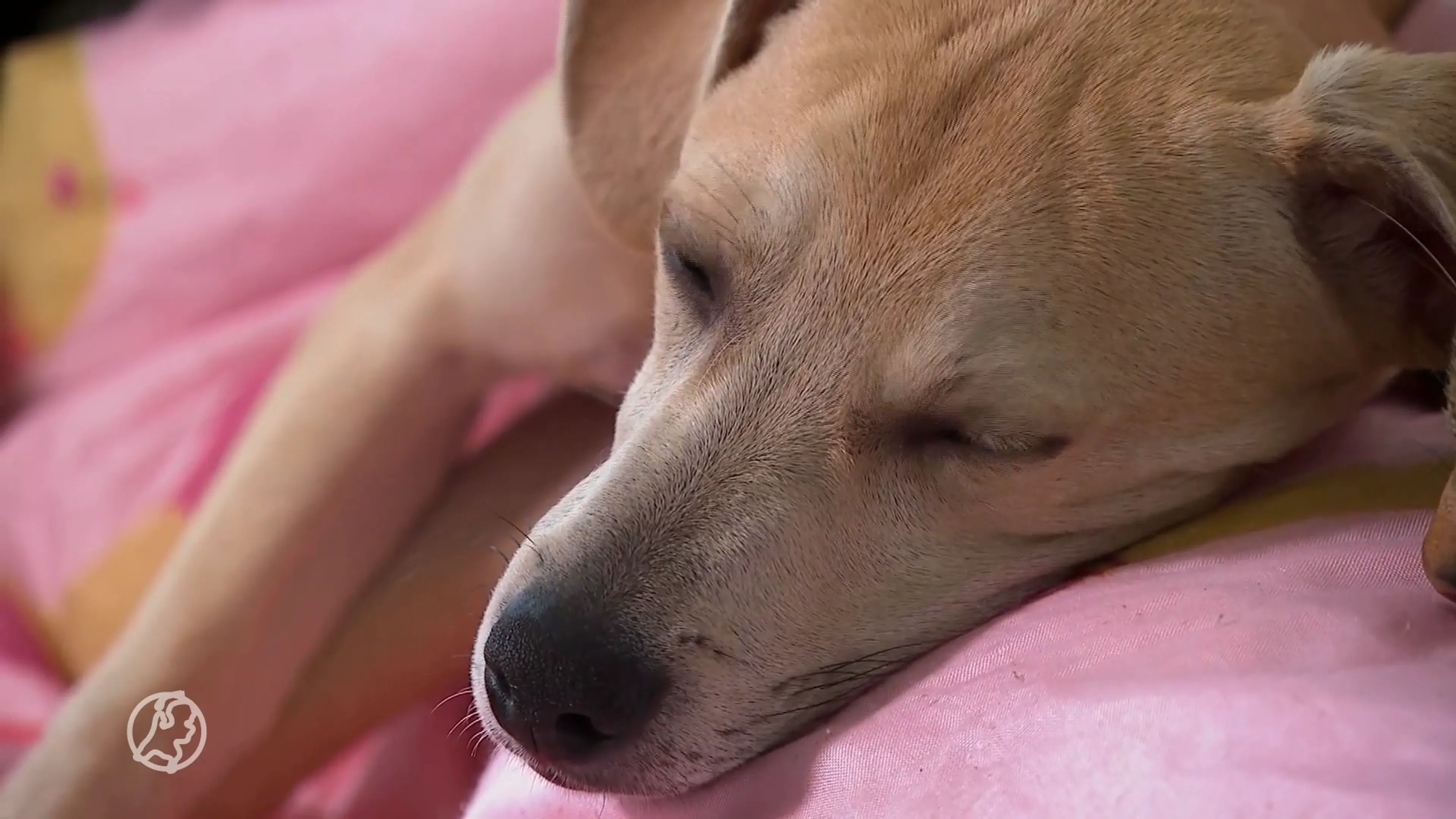zieke honden uit het buitenland in Nederlandse opvang geplaatst