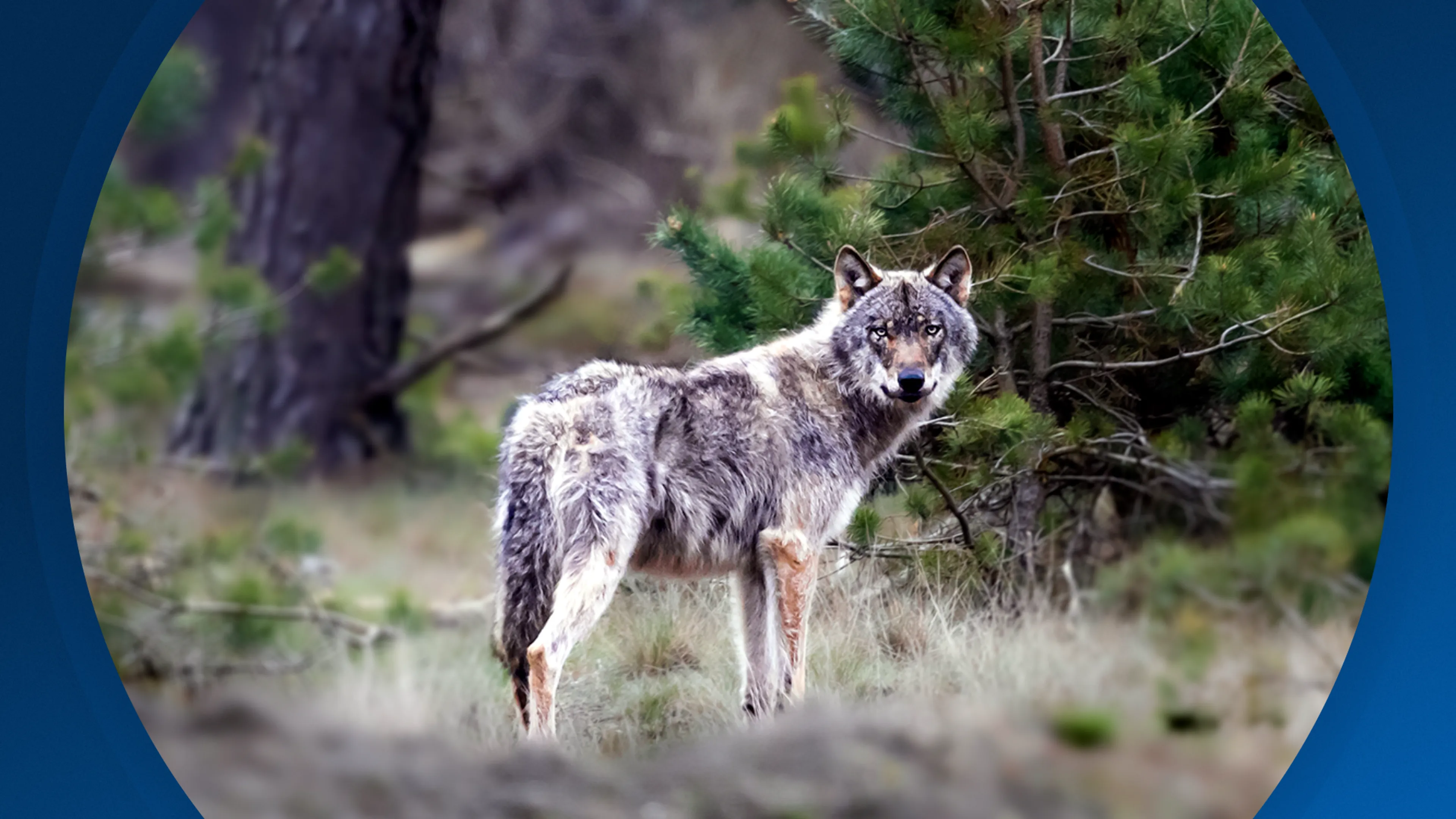 Seizoen 2026, aflevering 278