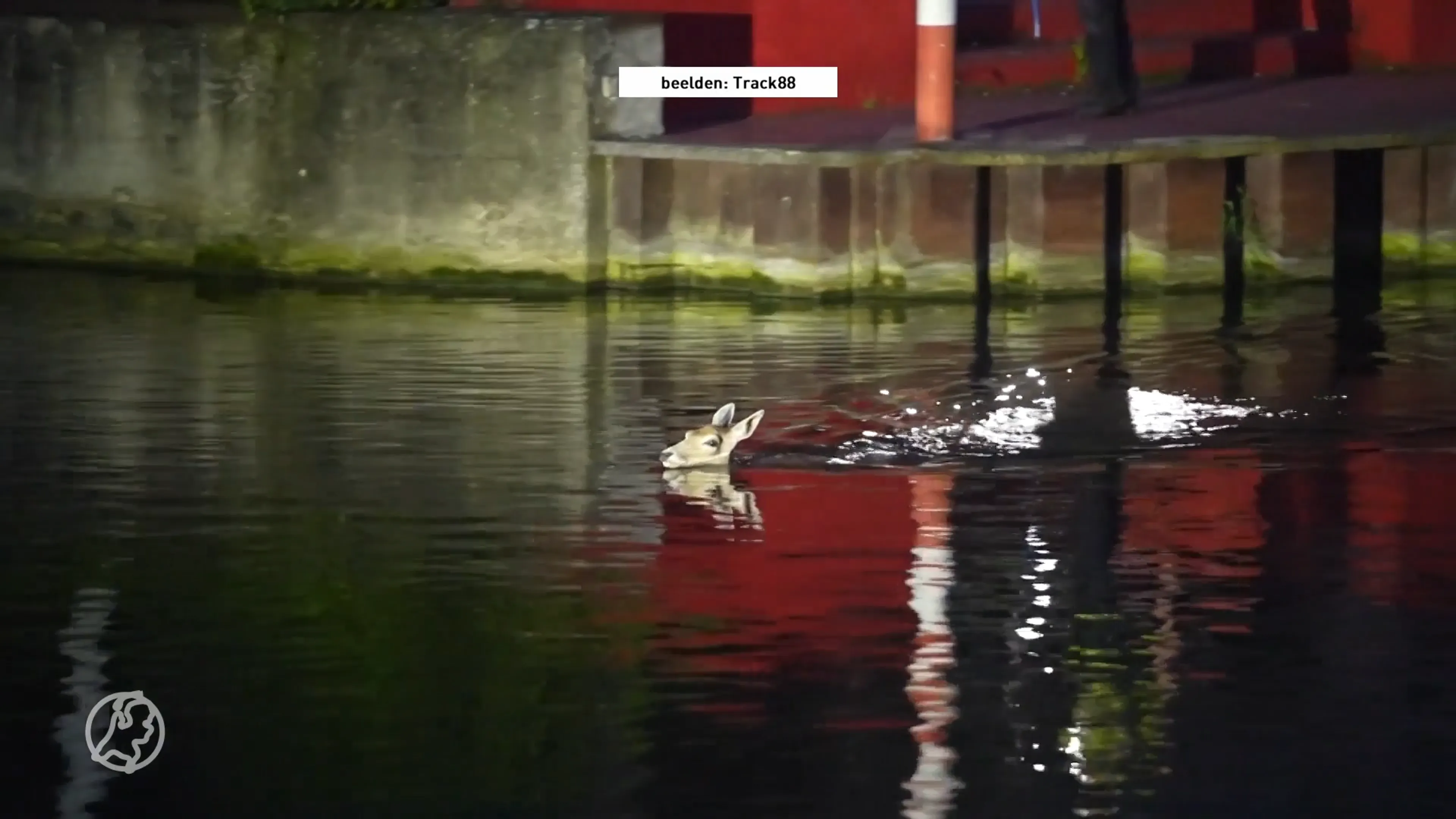 Ontsnapte damherten maken uitstapje naar uitgaansplein Weert en duiken kanaal in