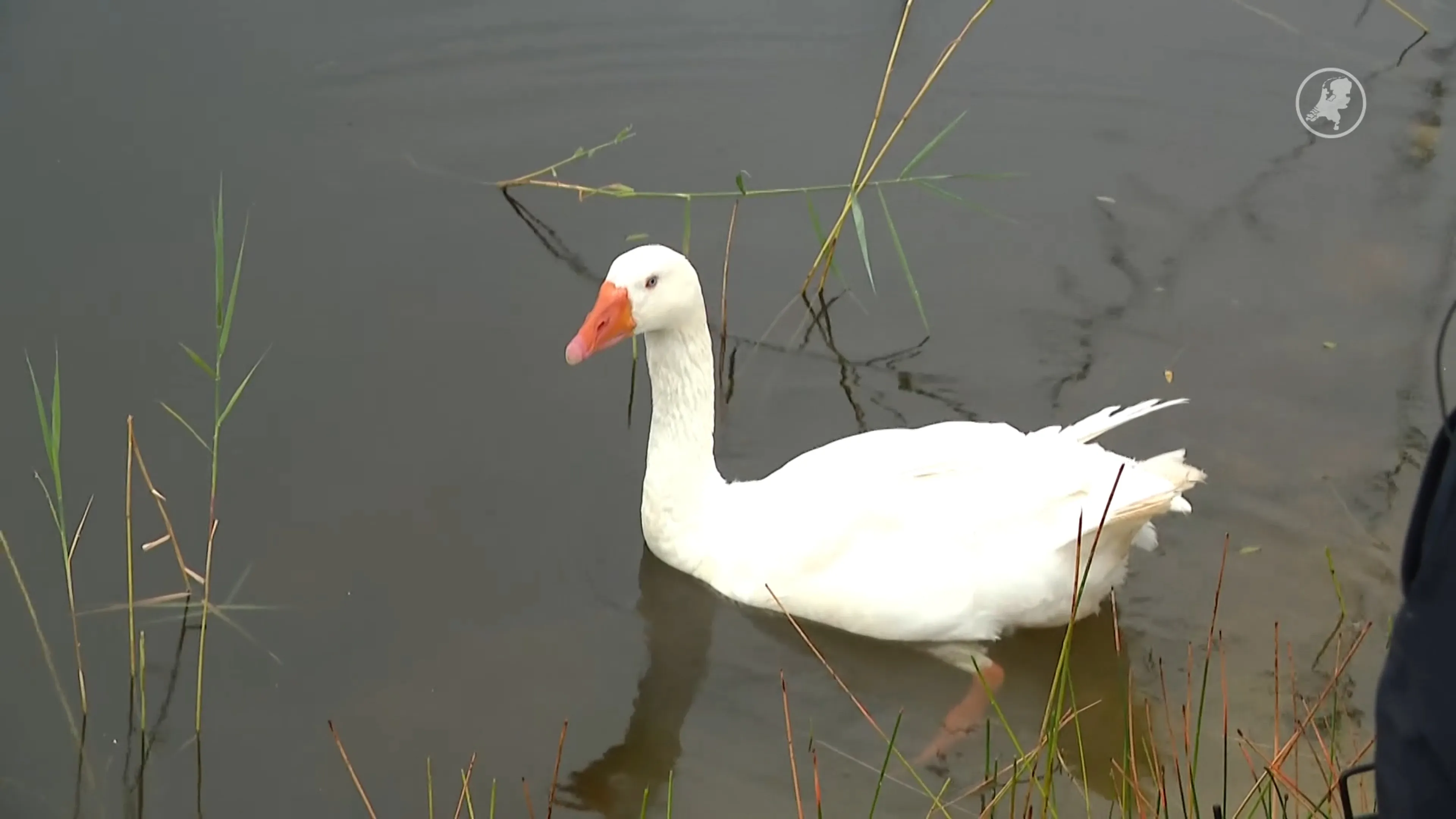 Gans terug op golfbaan Eemnes en bij maatje
