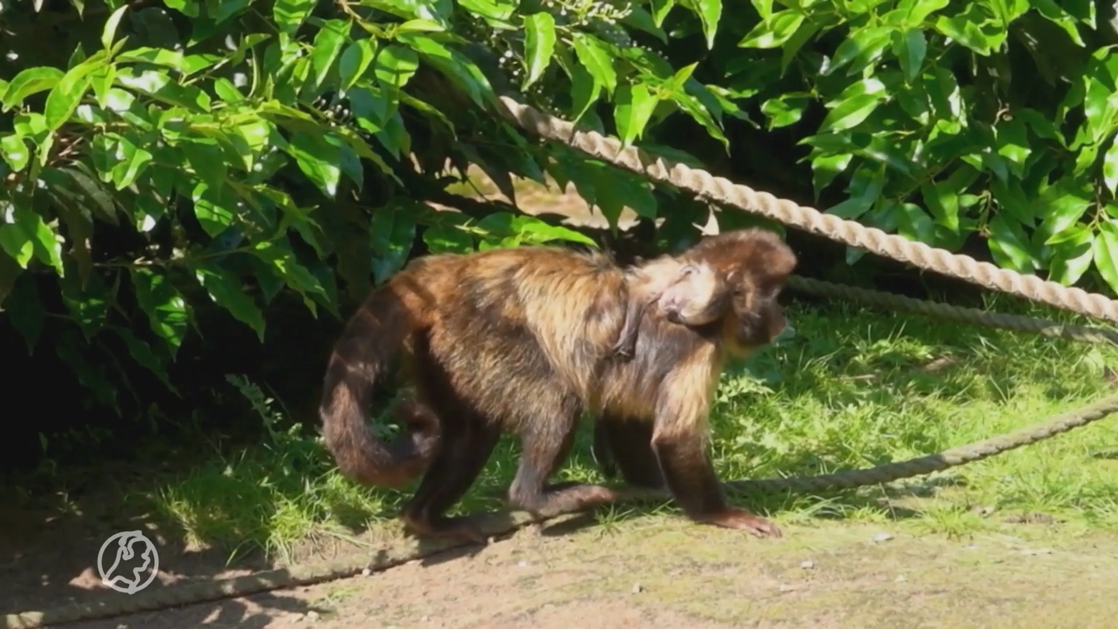 Geelborstkapucijnaapje geboren in Dierenpark Amersfoort
