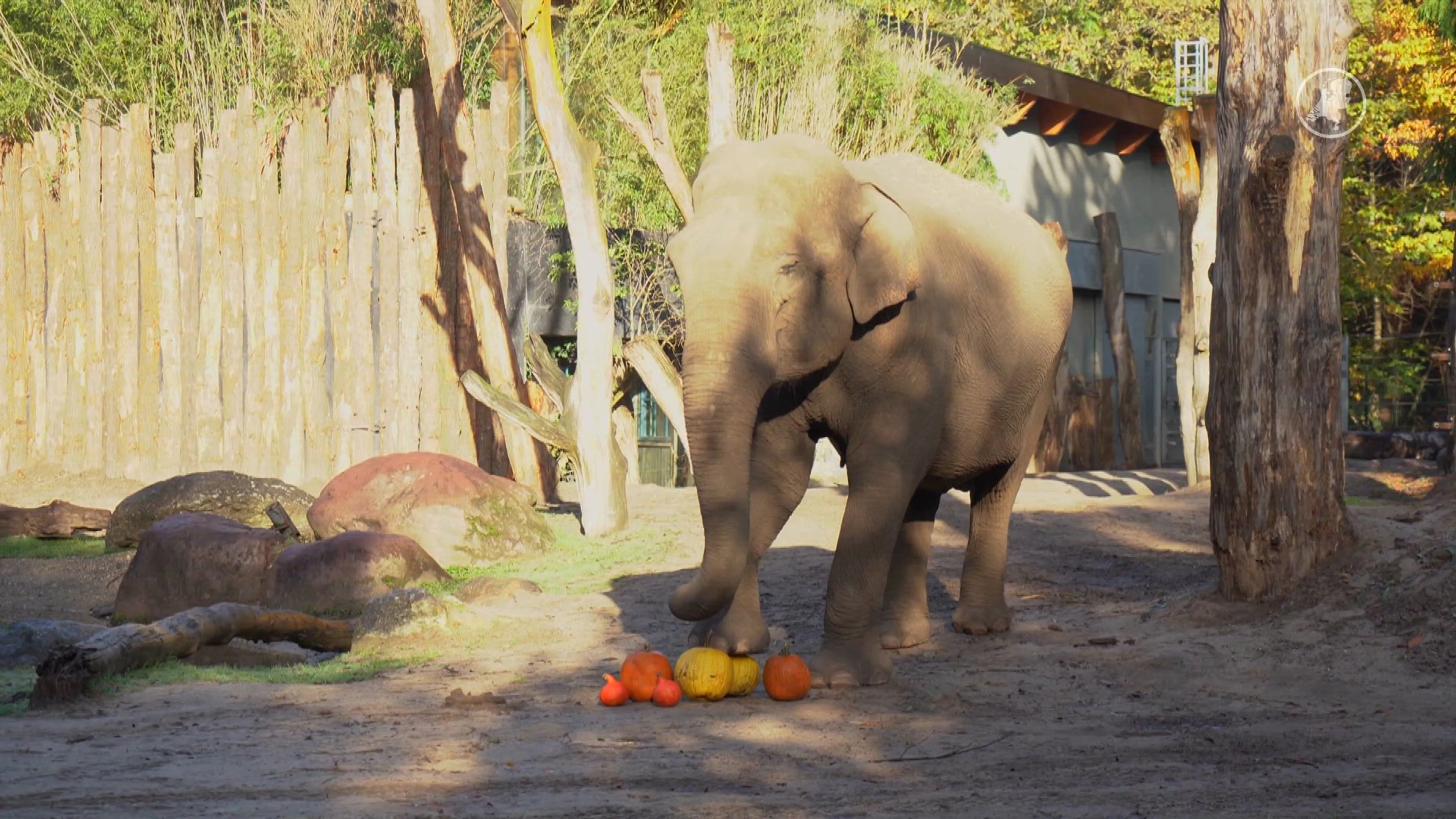 Olifantje Raj ontdekt voor het eerst pompoen in Dierenpark Amersfoort