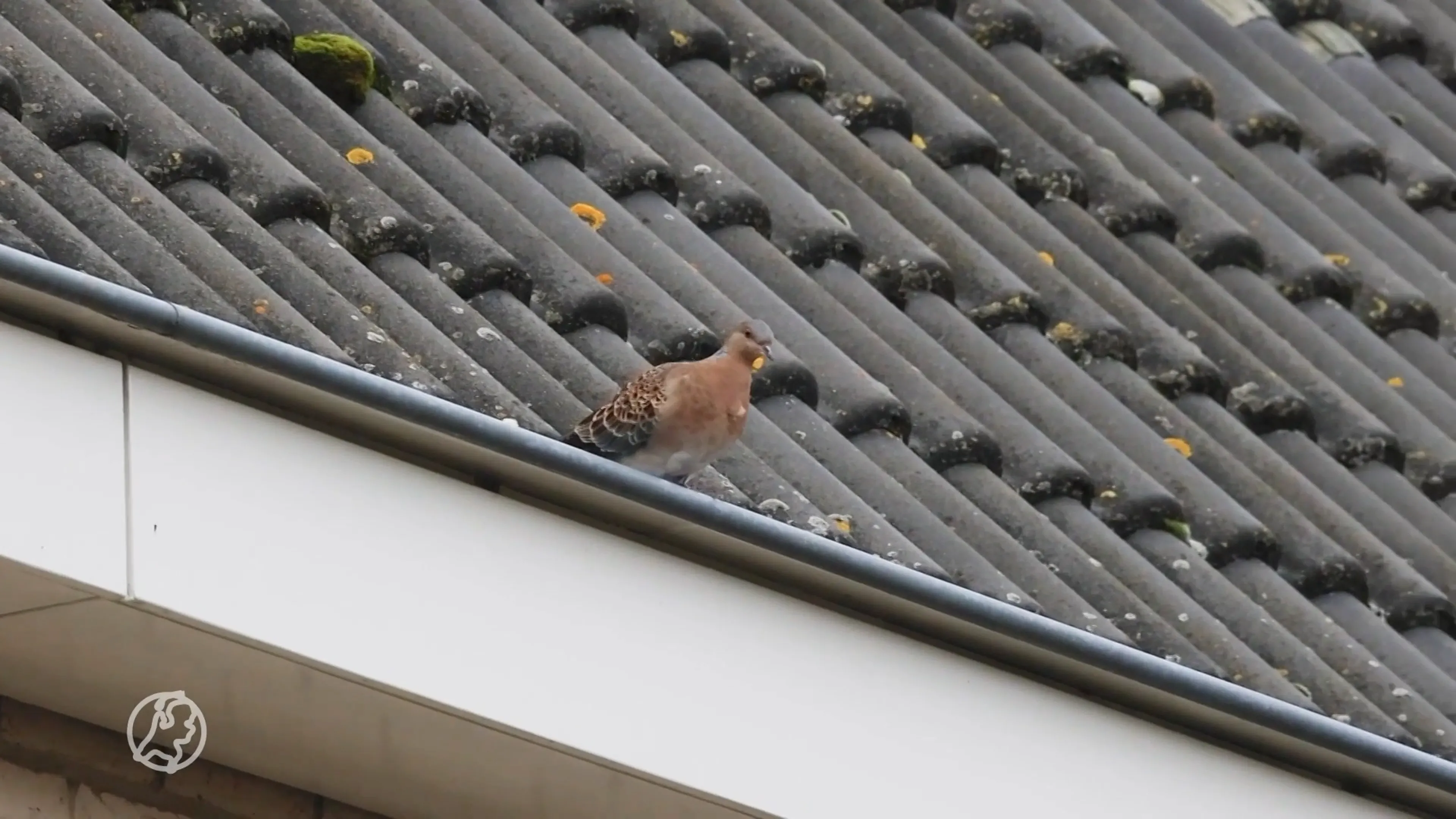 Zien: zeldzame Meenatortel trekt vogelspotters naar Sneek