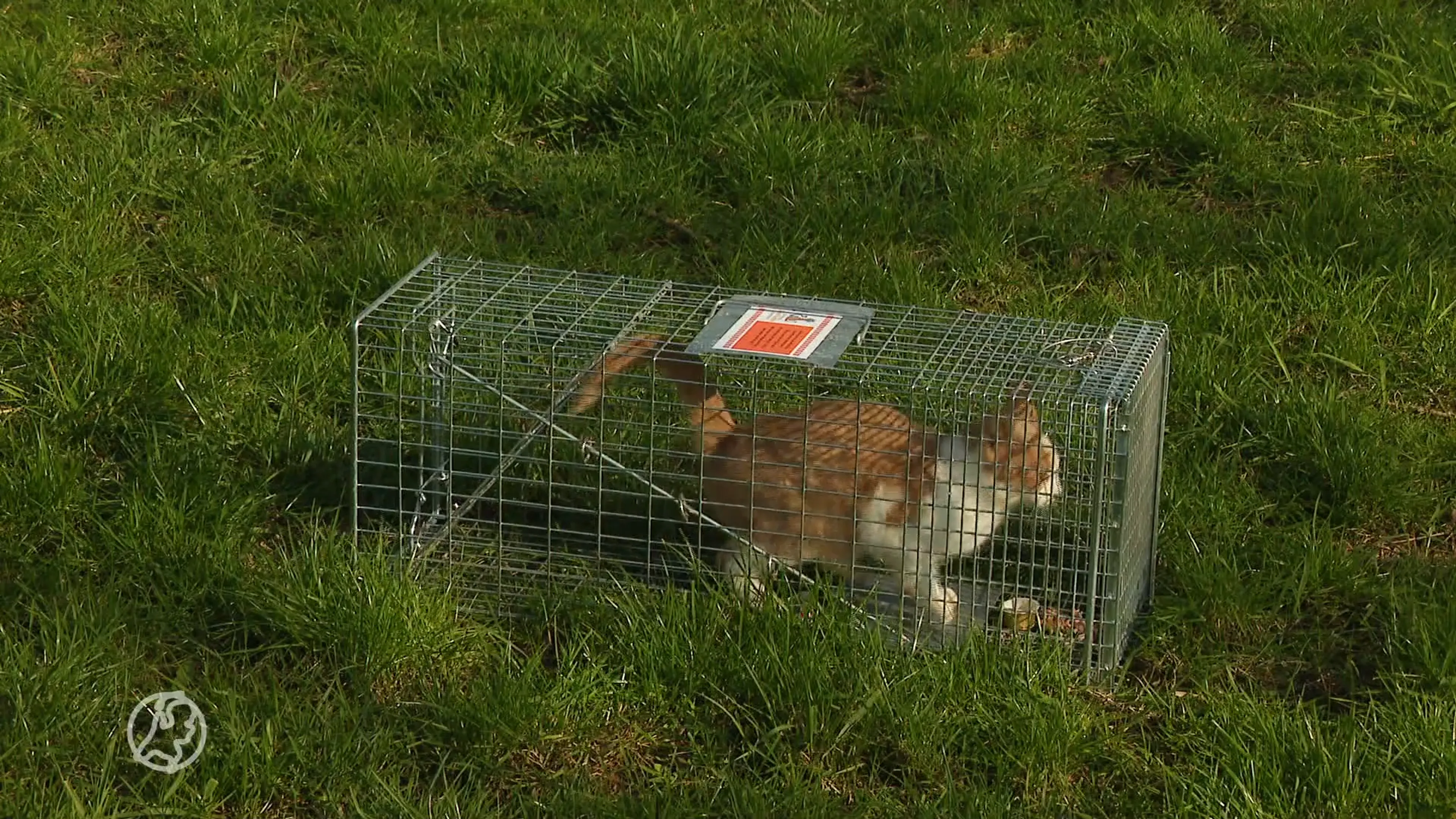 Enorme overlast door honderden zwerfkatten in Nederland, stichting gaat ze vangen