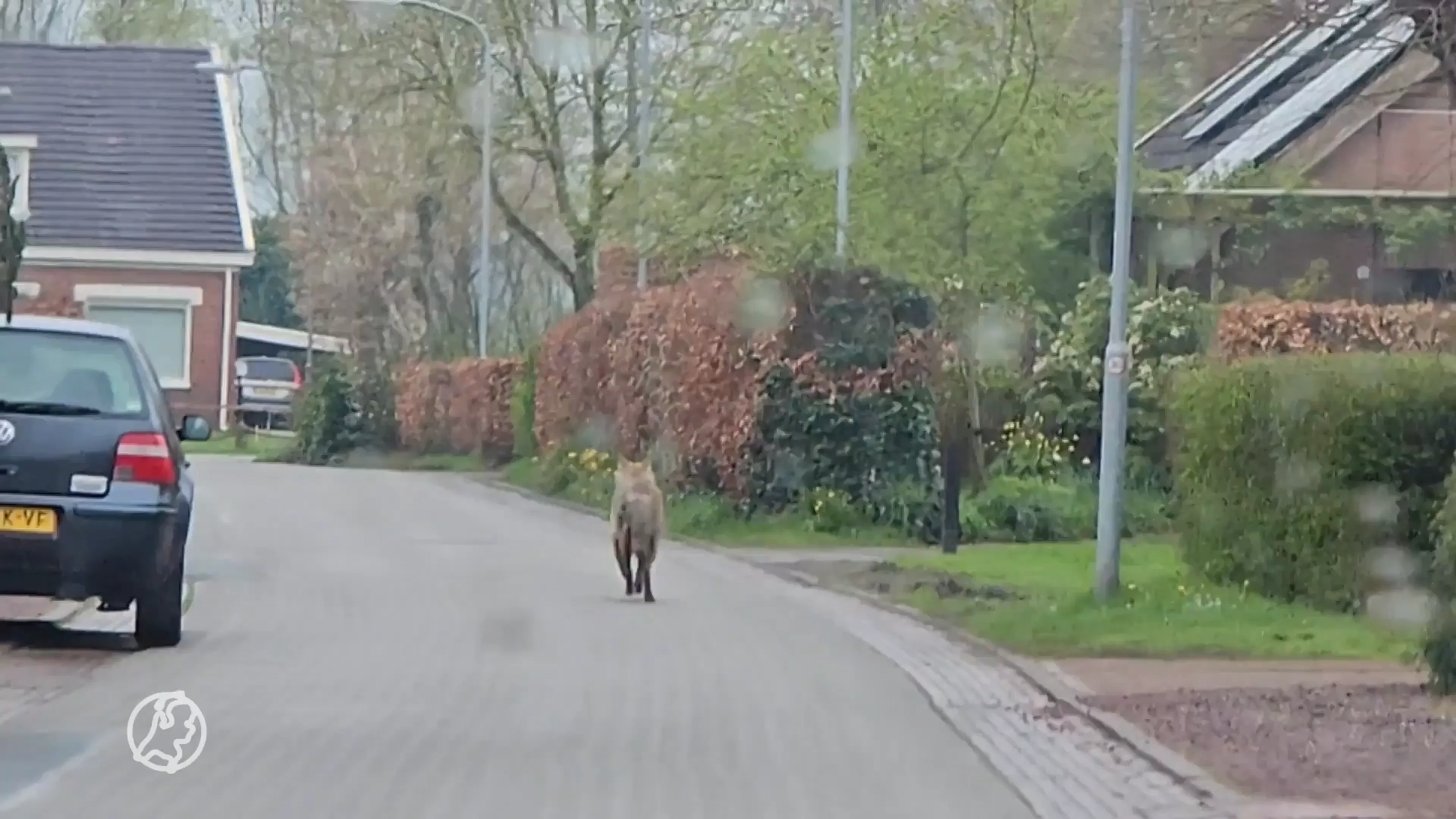 ZIEN: Wolf maakt ommetje door straten van Eelde