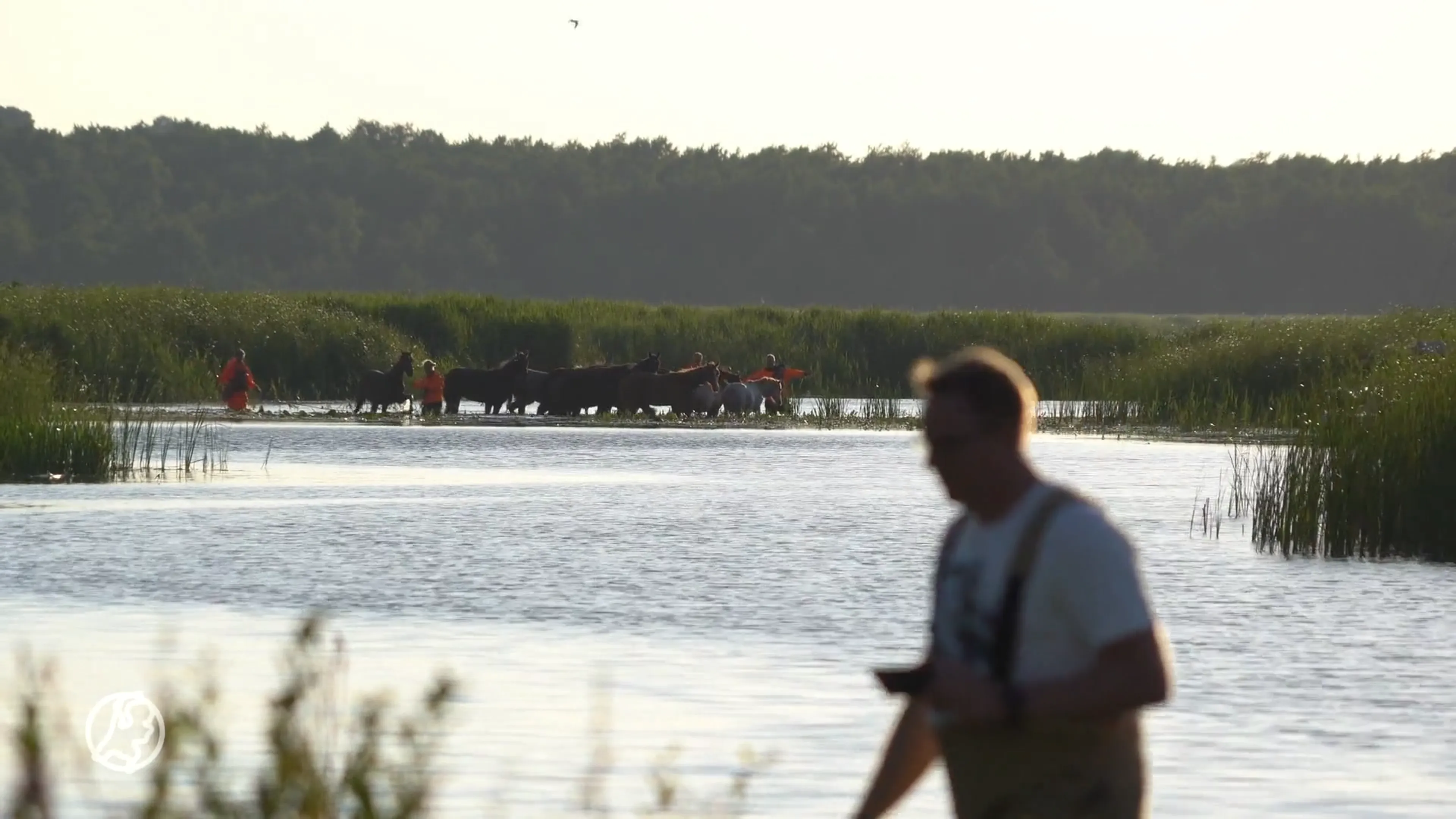 Tien zwemmende paarden houden hulpdiensten urenlang bezig