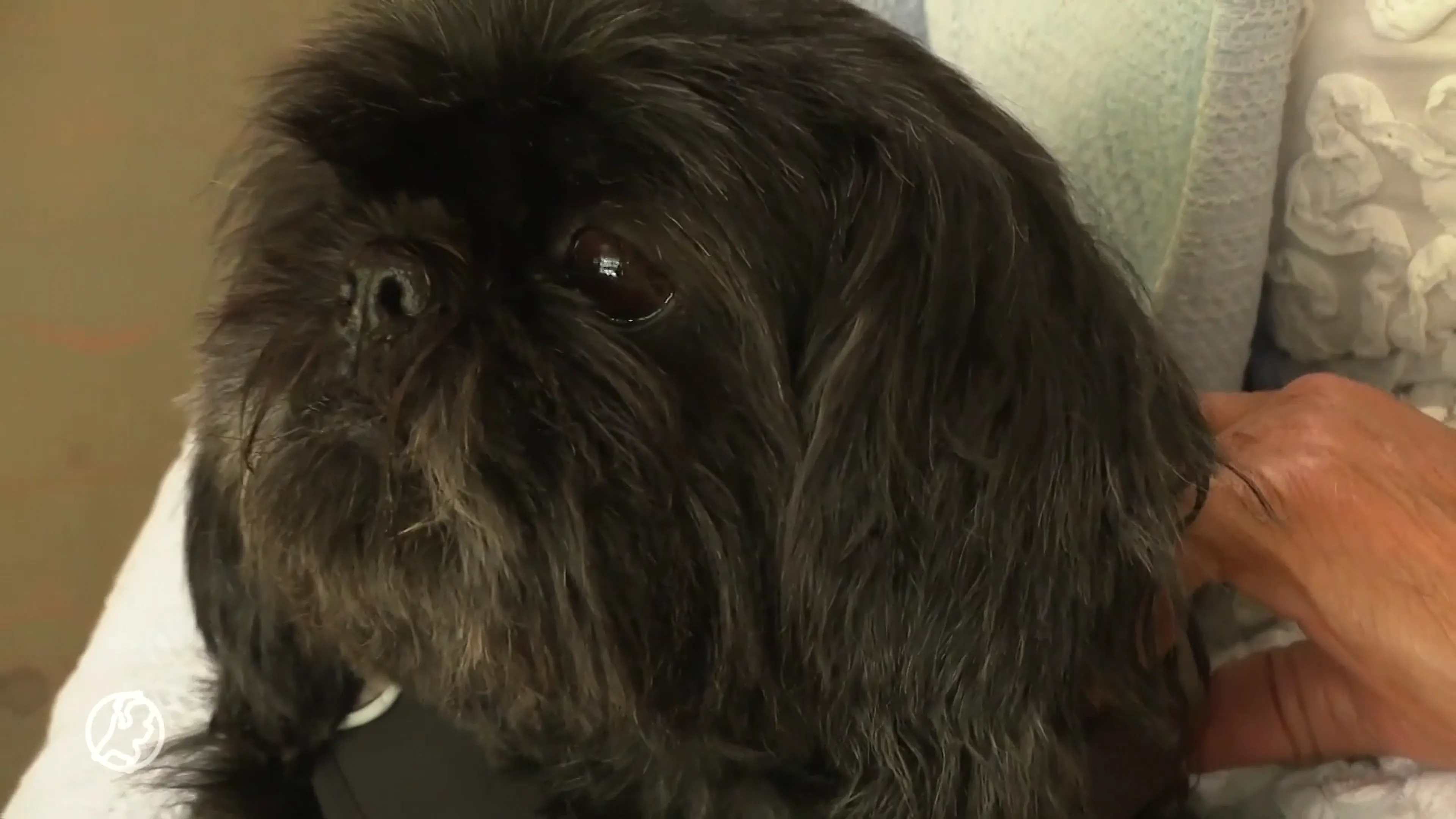 Het gaat weer goed met zwaar verwaarloosde hond