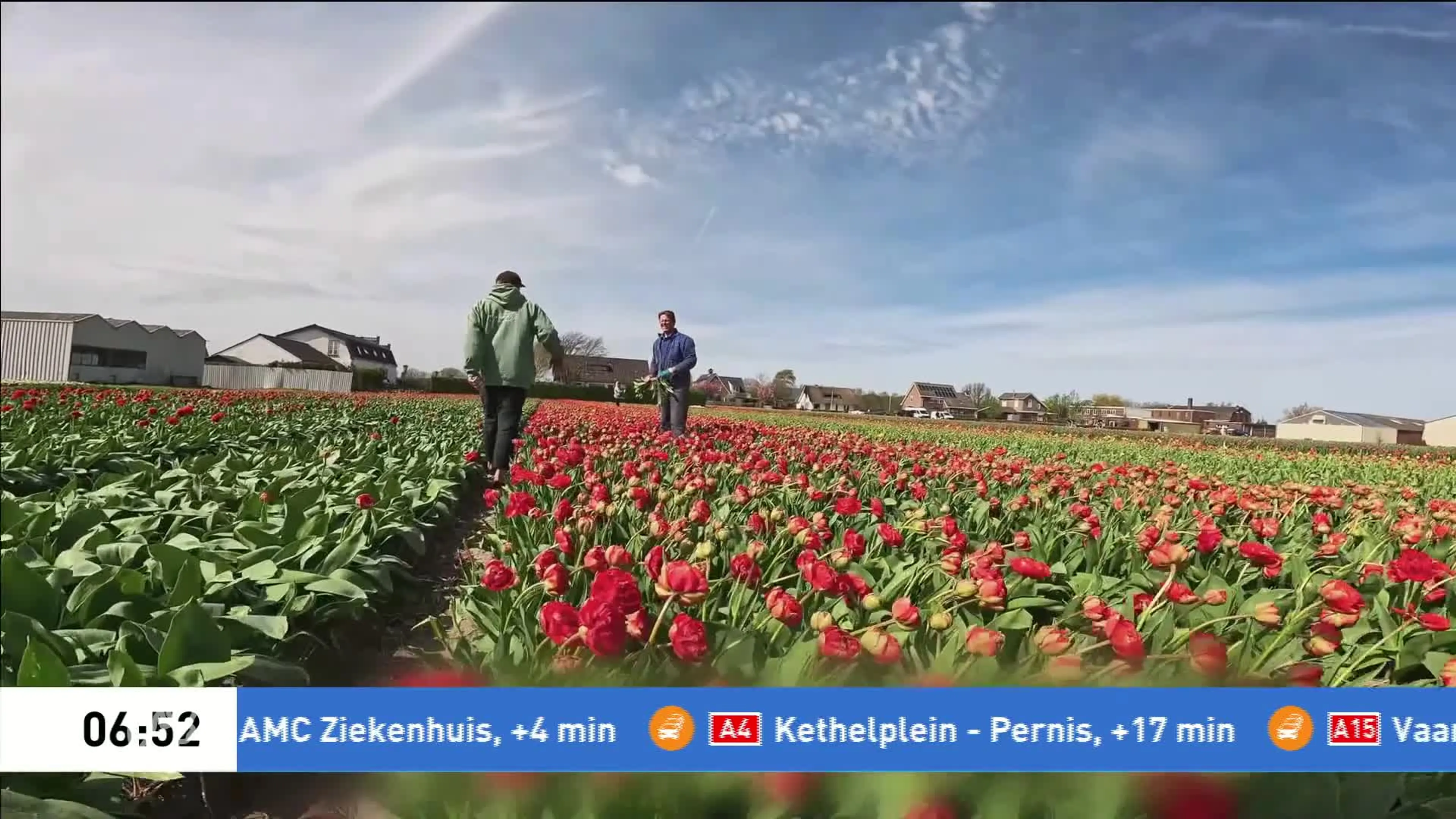 Prachtige plaatjes: kitesurfer Stig zweeft boven de Hollandse tulpenvelden
