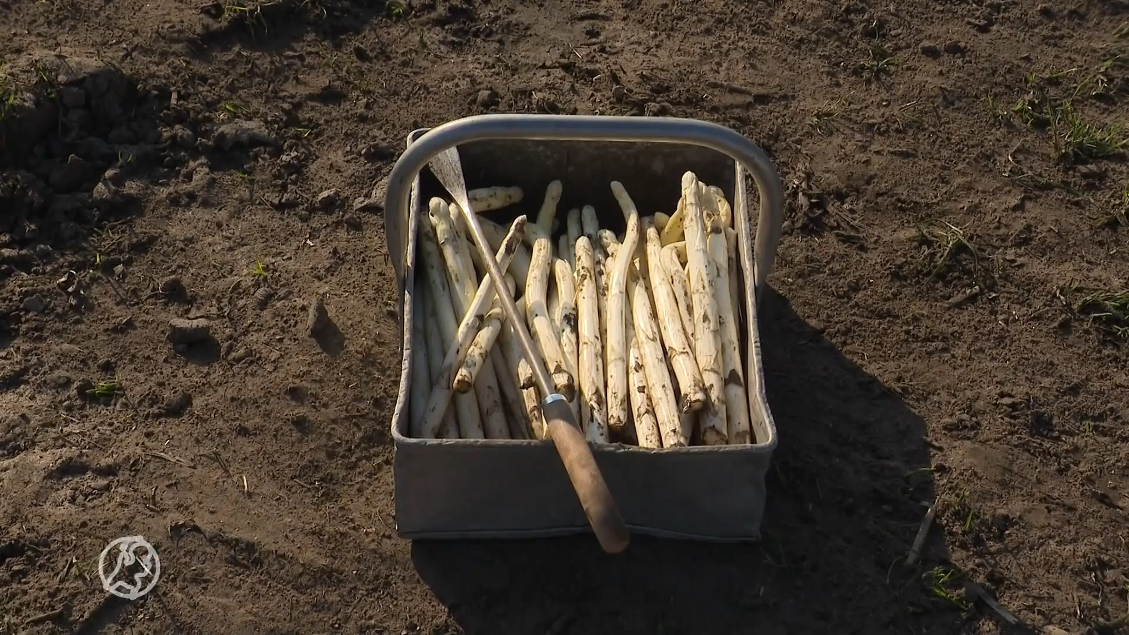 Primeur, eerste asperges een feit dankzij lenteweer: 'Ik heb meteen mijn moeder gebeld'