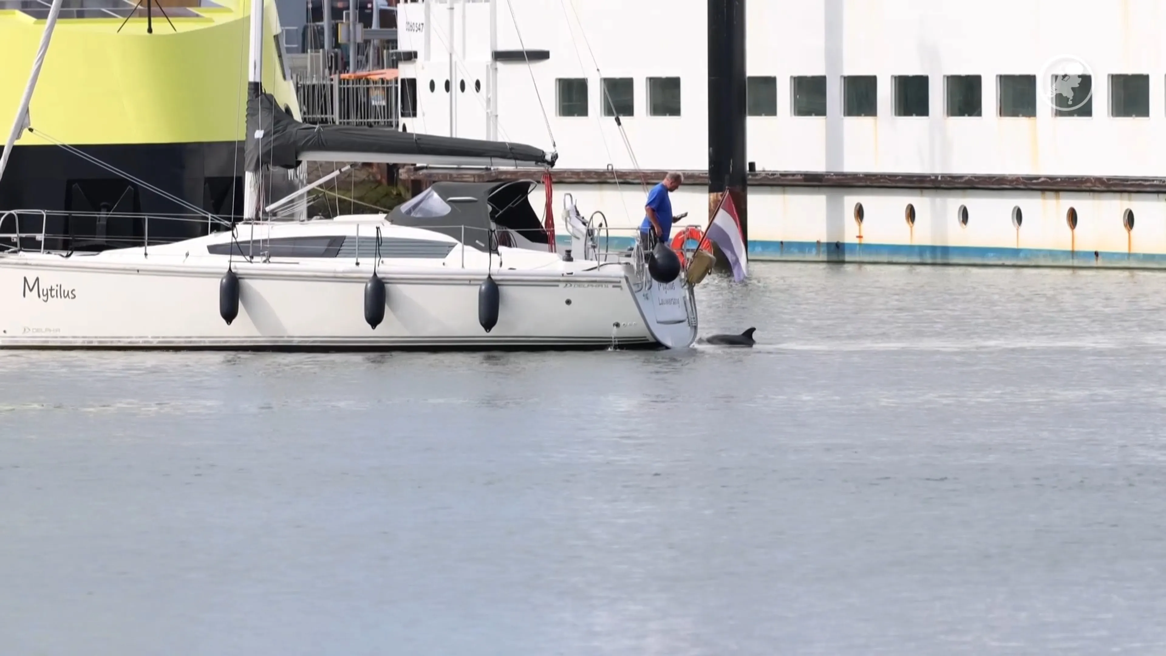 Dolfijn zwemt tussen boten in haven van Lauwersoog