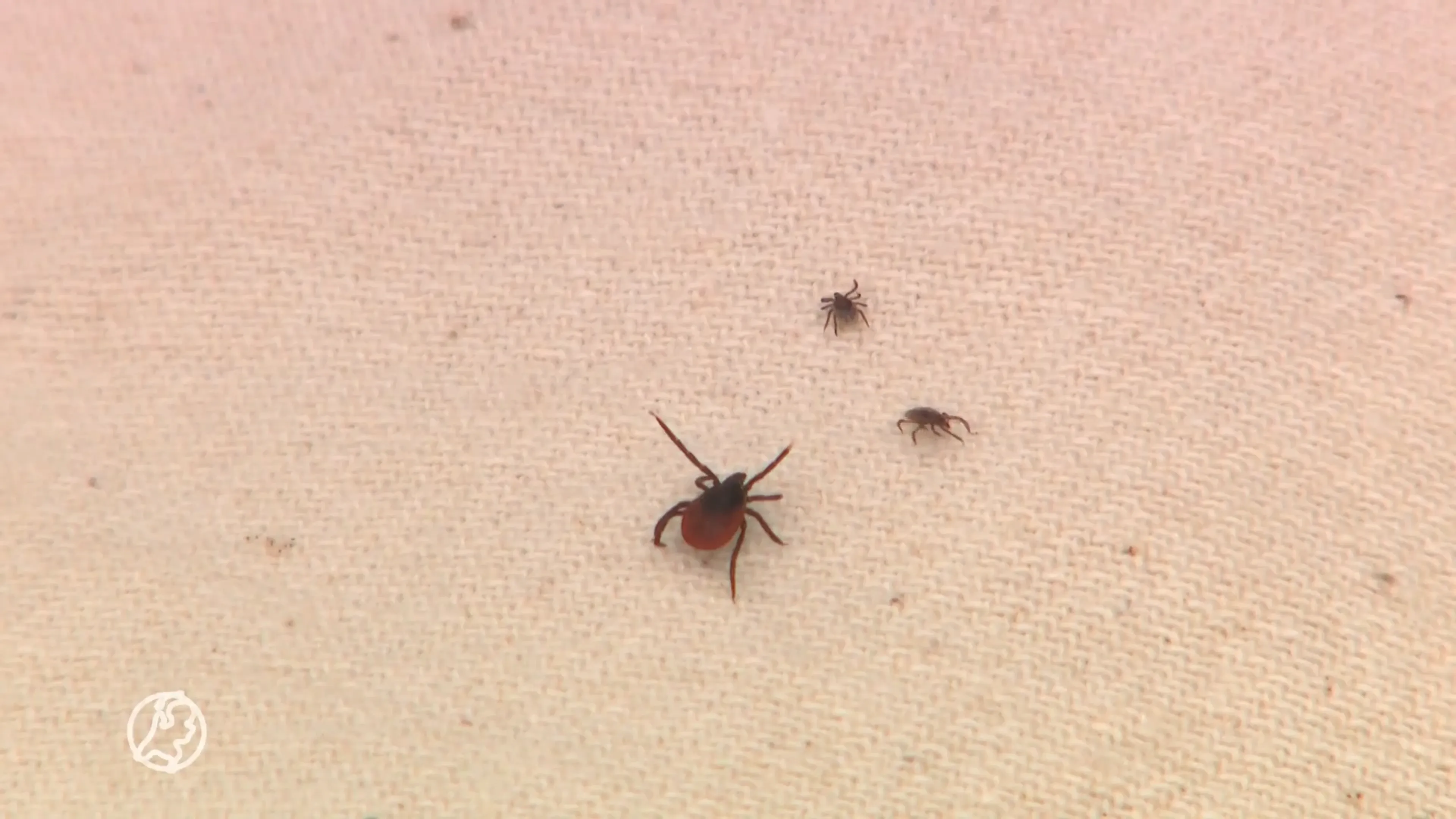 Let altijd op als je in de natuur bent: de feiten over teken