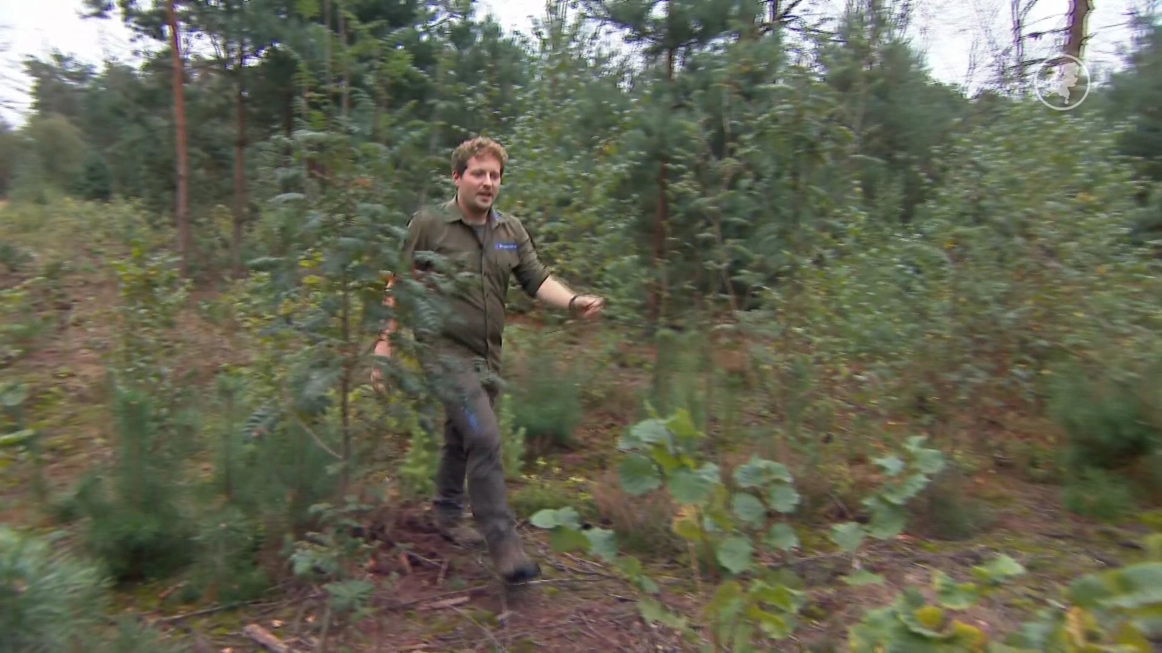 Deze bomen moeten voorkomen dat natuurbranden zich snel verspreiden