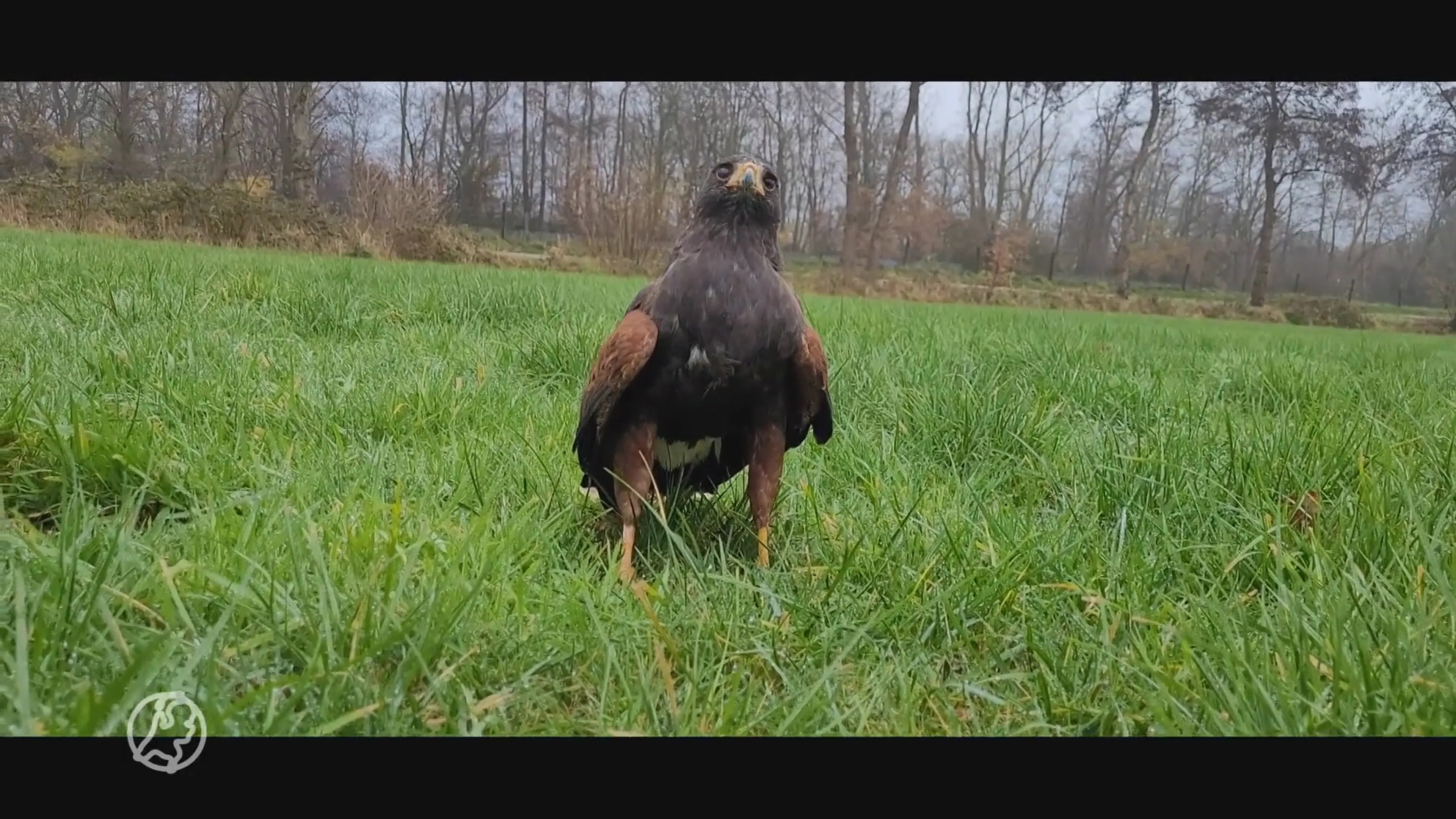 Bijzondere buizerd vermist: 'Hij vliegt graag boven mensen'