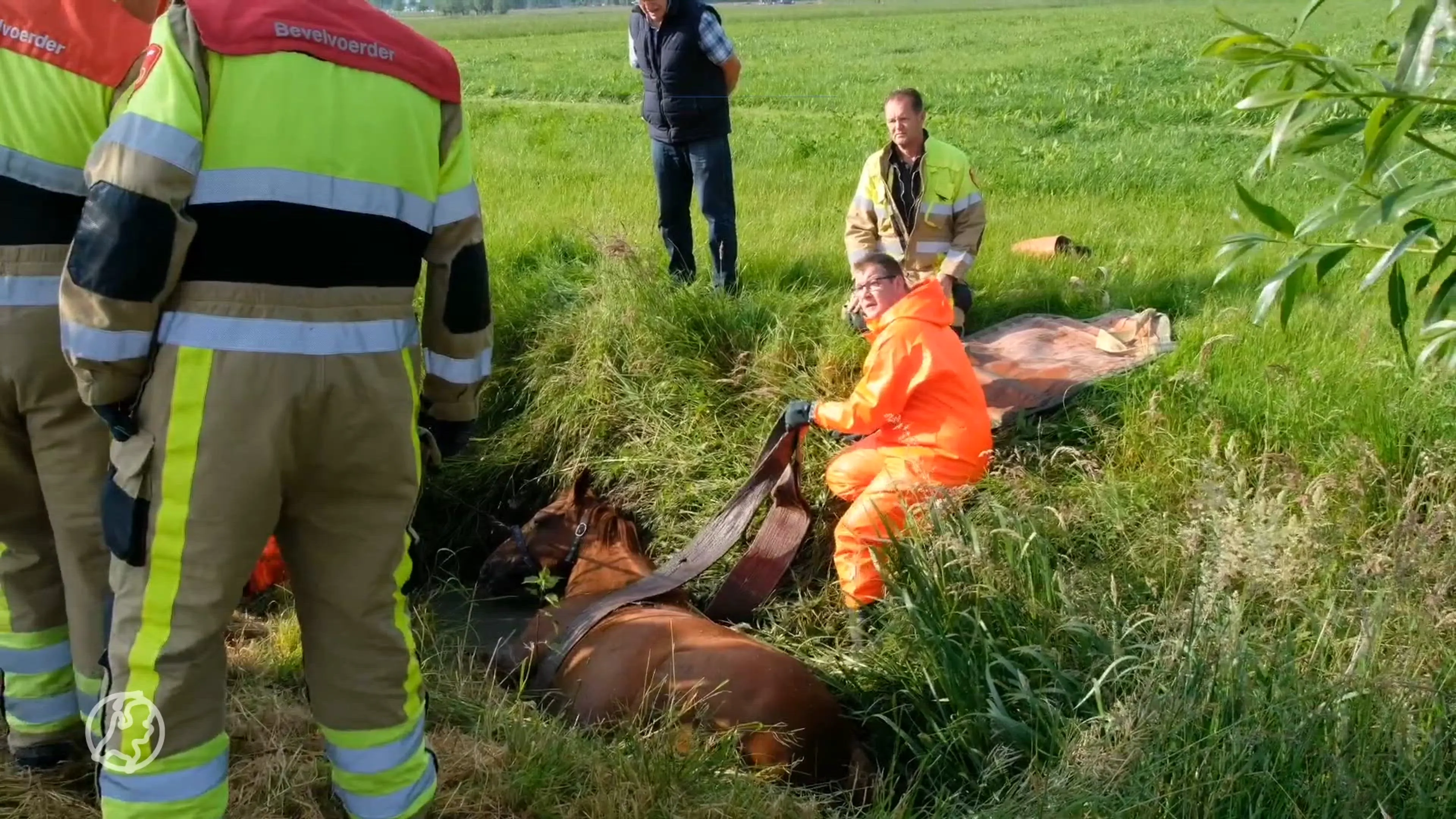 Brandweer en omstanders redden zwangere merrie uit sloot