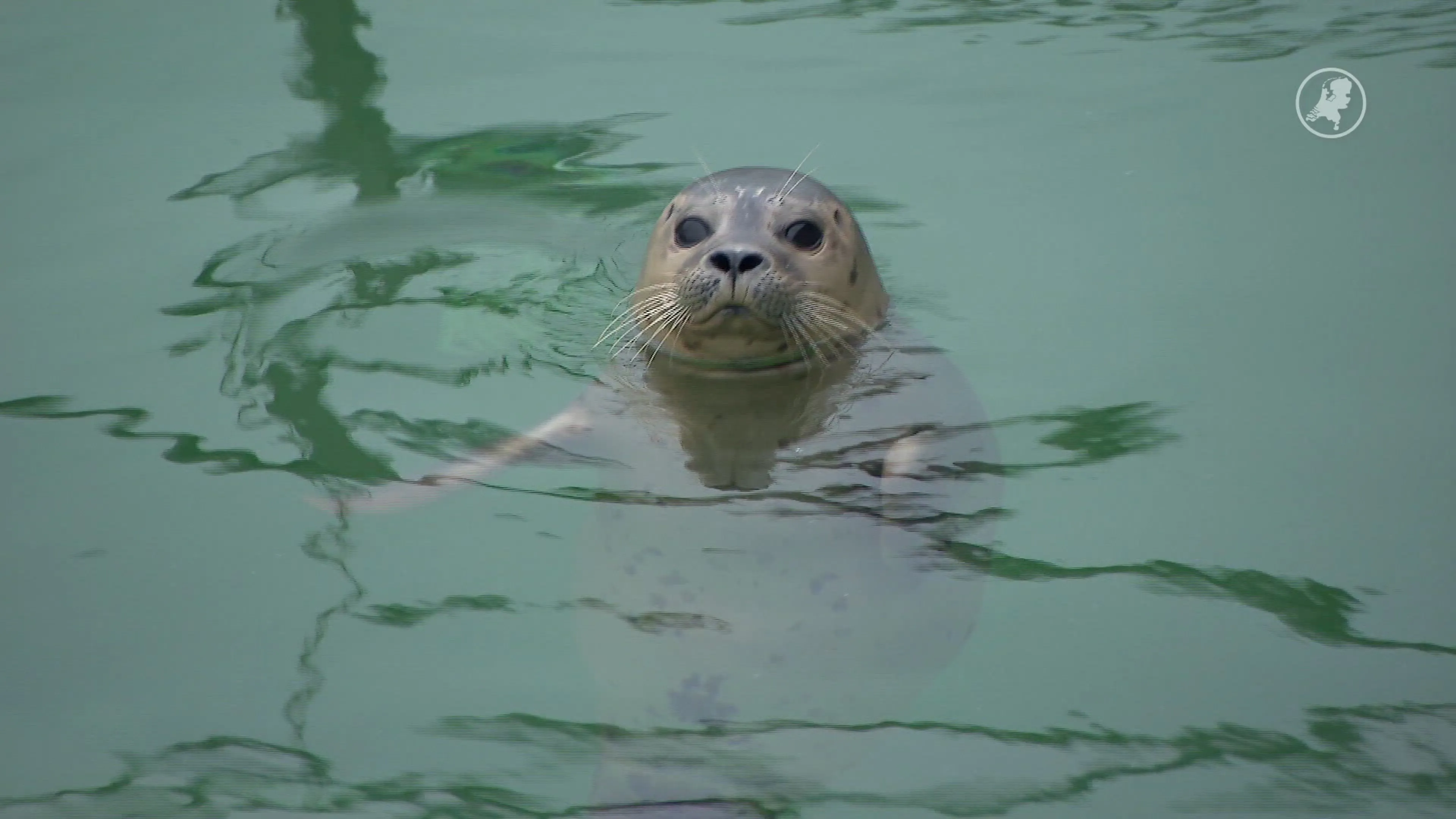 Zeehondencentrum Pieterburen dreigt failliet te gaan