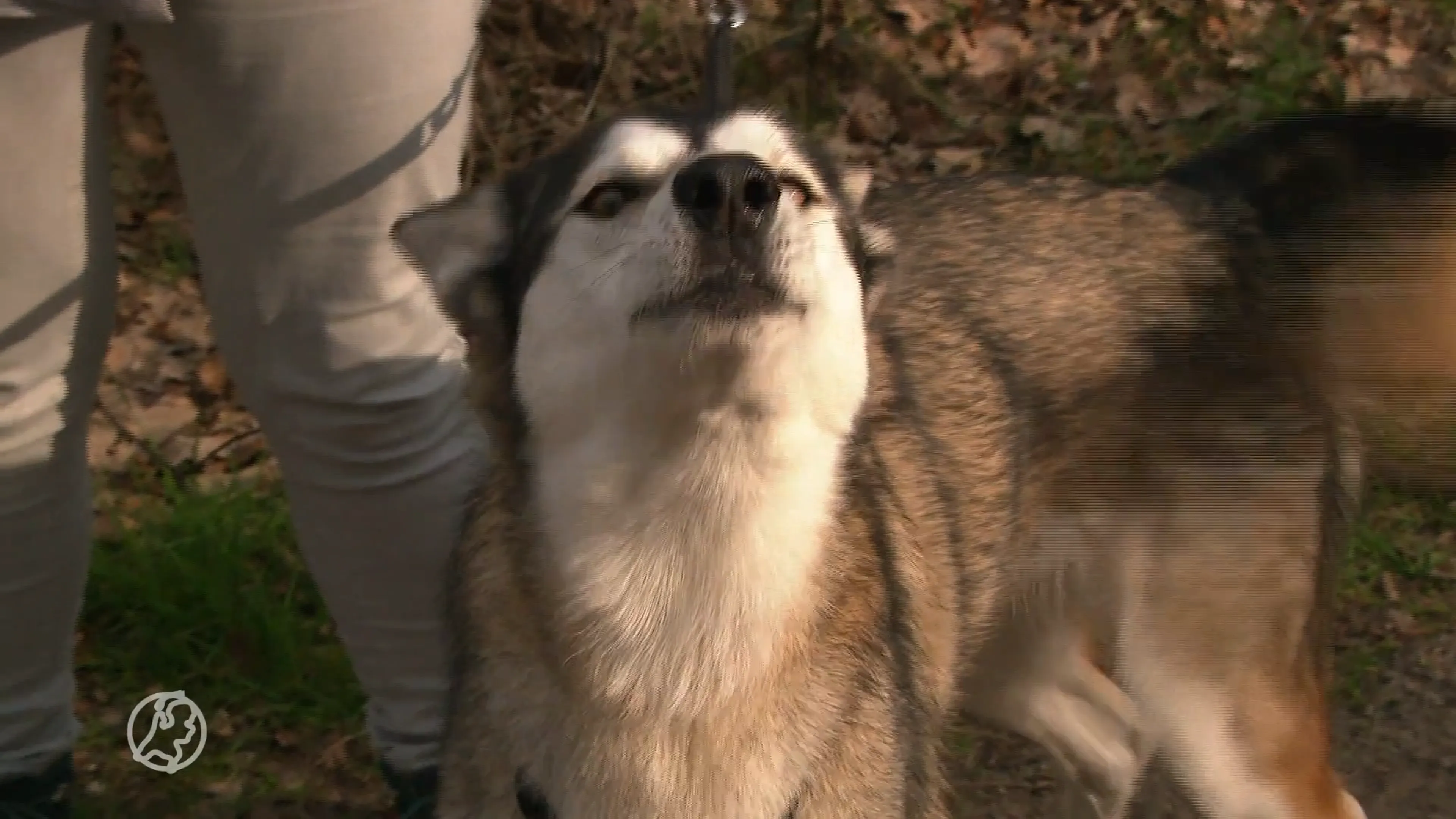 'Houd je hond aan de lijn, de natuur zal je dankbaar zijn', aldus Staatsbosbeheer