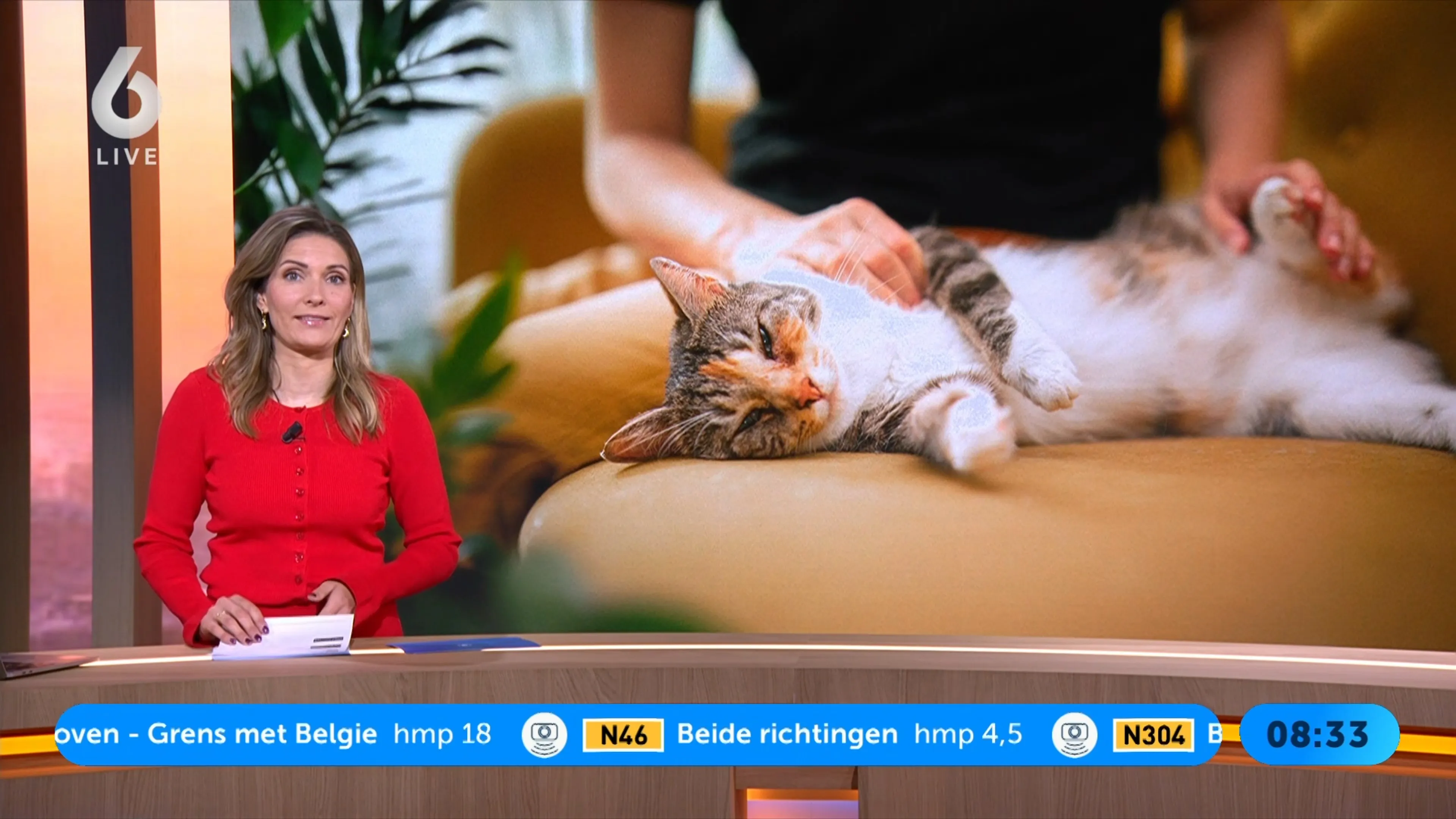 Een dag geen vlees en extra snack, speeltje of knuffels op Dierendag