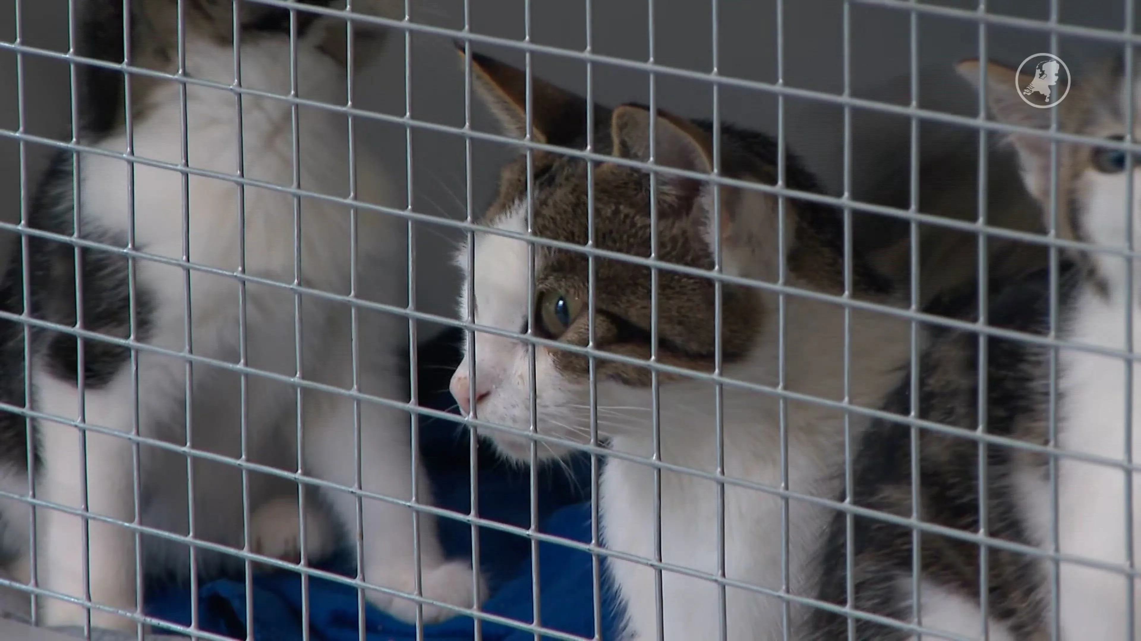 Dierenopvangen overvol door forse toename aantal kittens