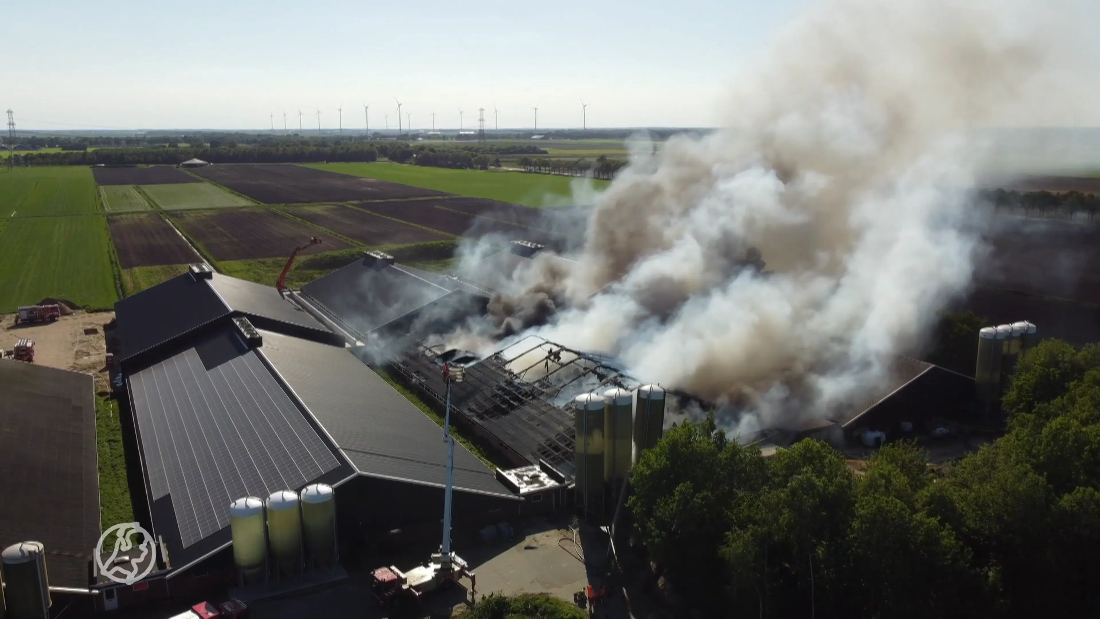 Honderden varkens dood door brand in schuur Mussel