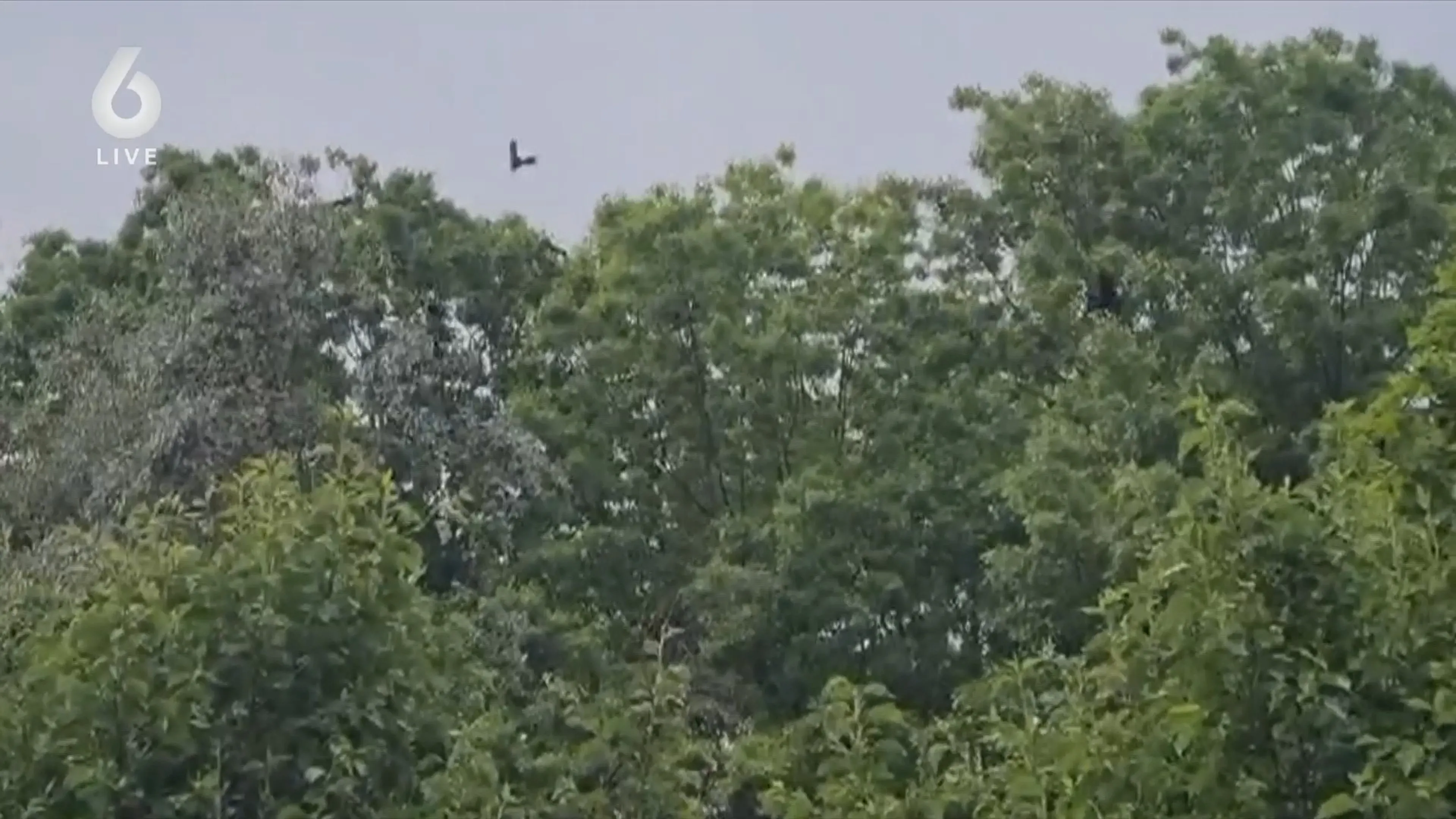 Vogelpoep en eindeloos gekras: honderden roeken terroriseren wijk