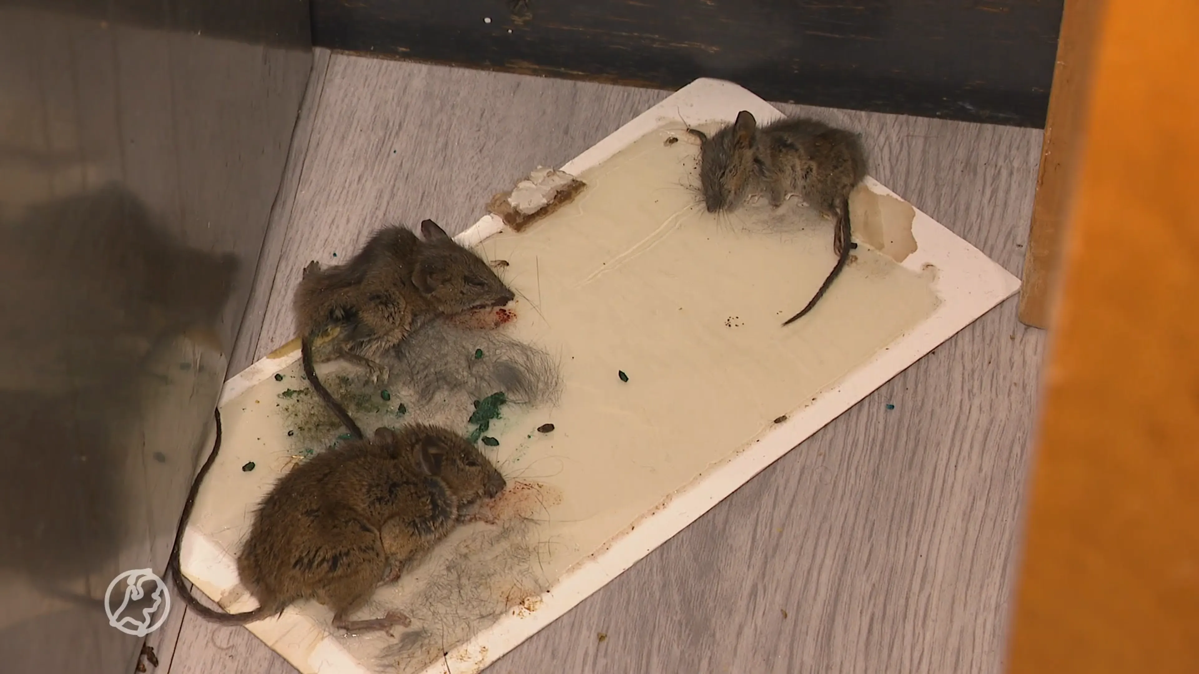 Schimmel, muizen, tocht: huurders in Rotterdam hebben er al jaren last van
