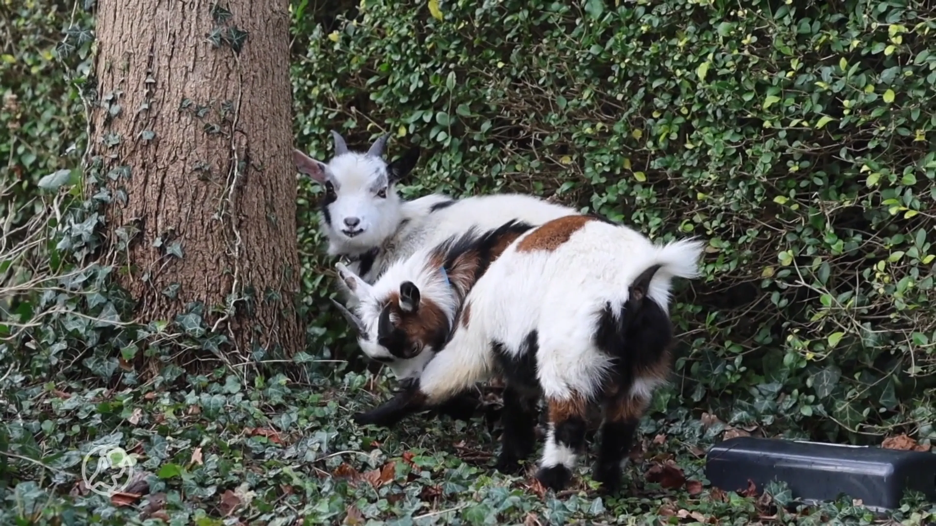 Superschattig; dwergbokjes dwalen door Haagse woonwijk